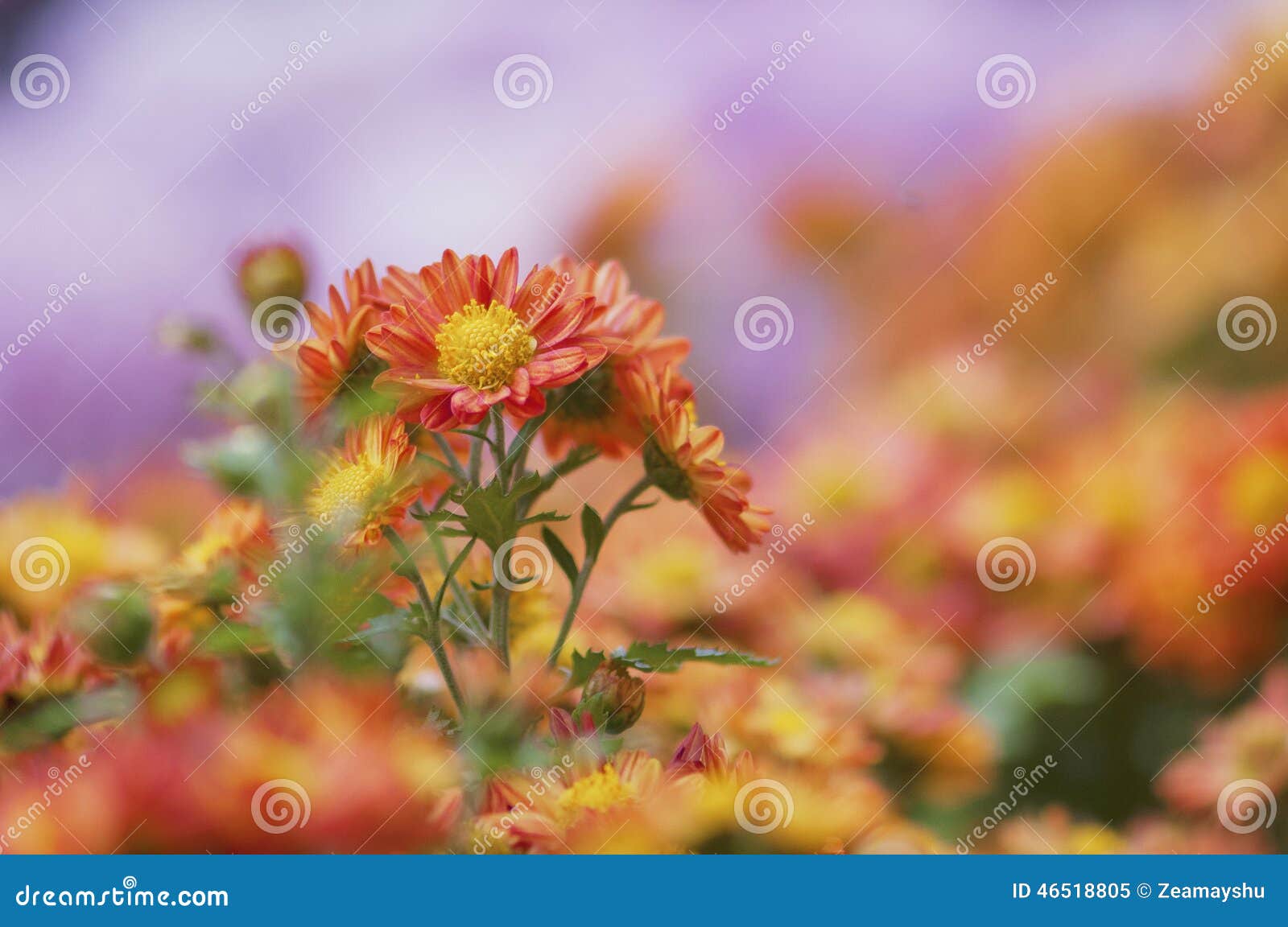 Red Chrysanthemums in the Park Stock Image Image of leaves