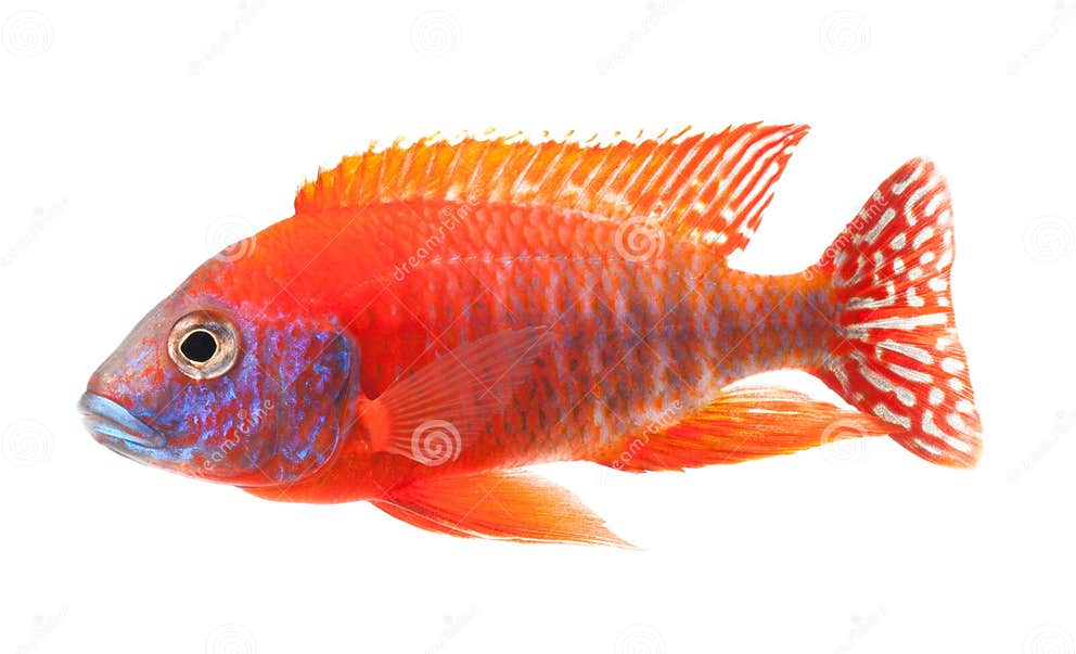 Red Cichlid Fish, Ruby Red Peacock Fish Stock Photo Image of animal