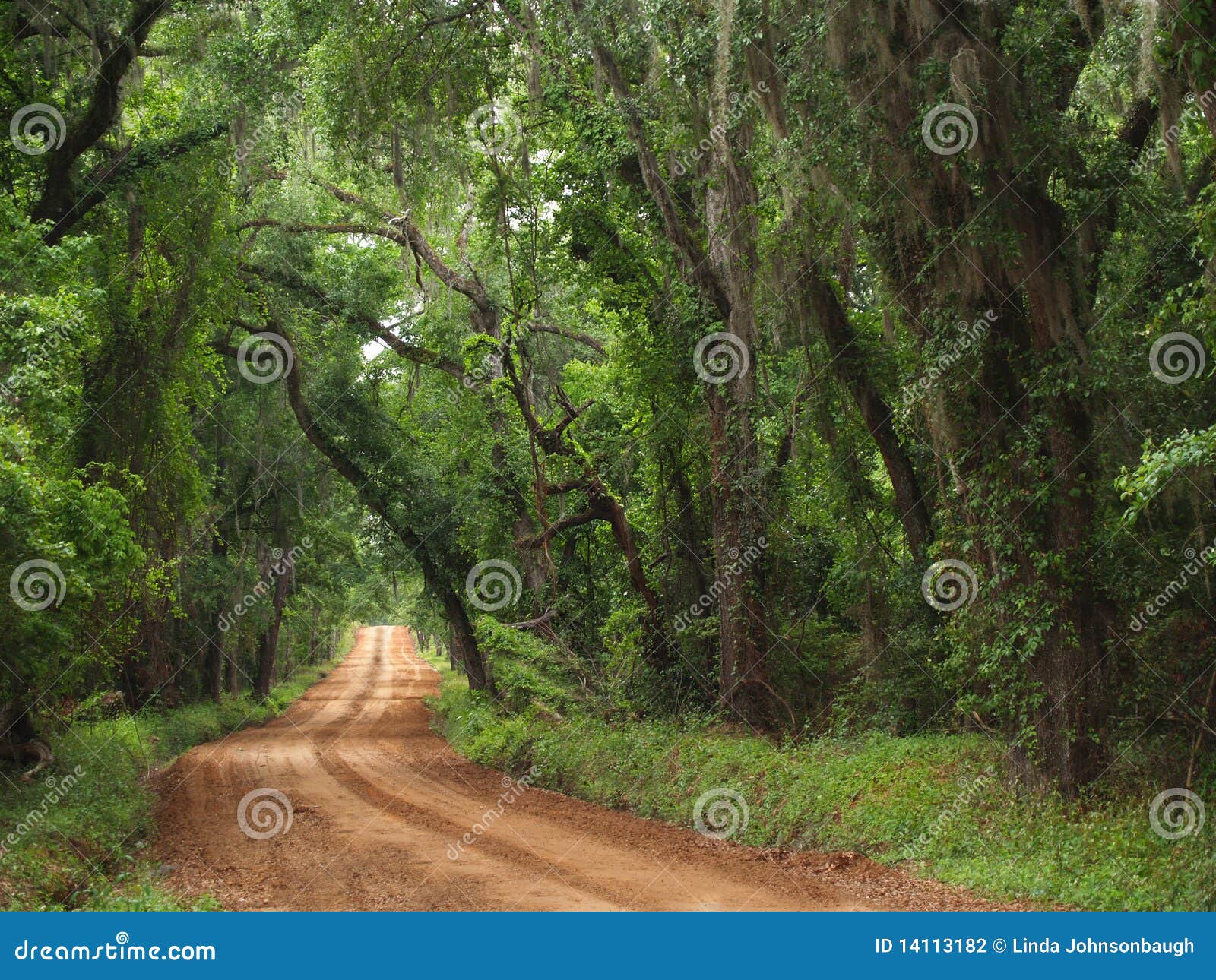 red clay canopied country road
