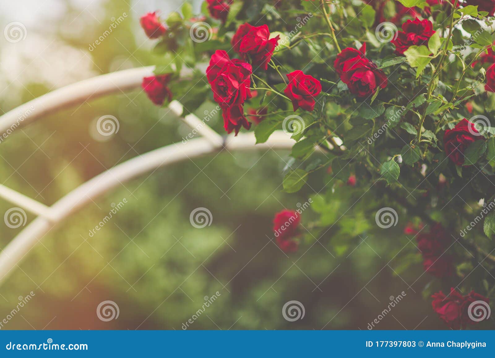 Red Climbing Roses On Arch Blooming In Garden Stock Image Image Of Copy Closeup 177397803