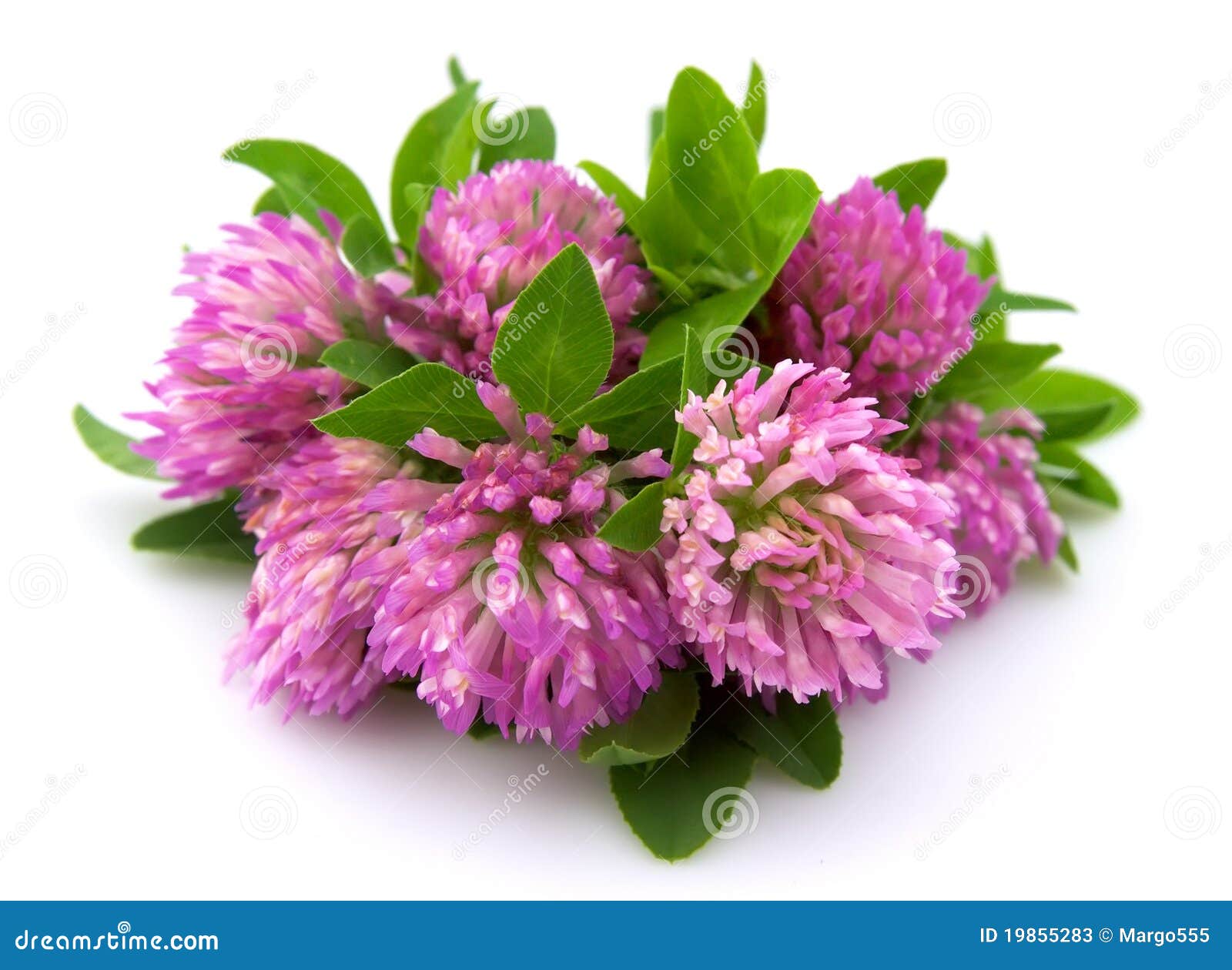 Red clover stock image. Image of grass, isolated, leaf 19855283