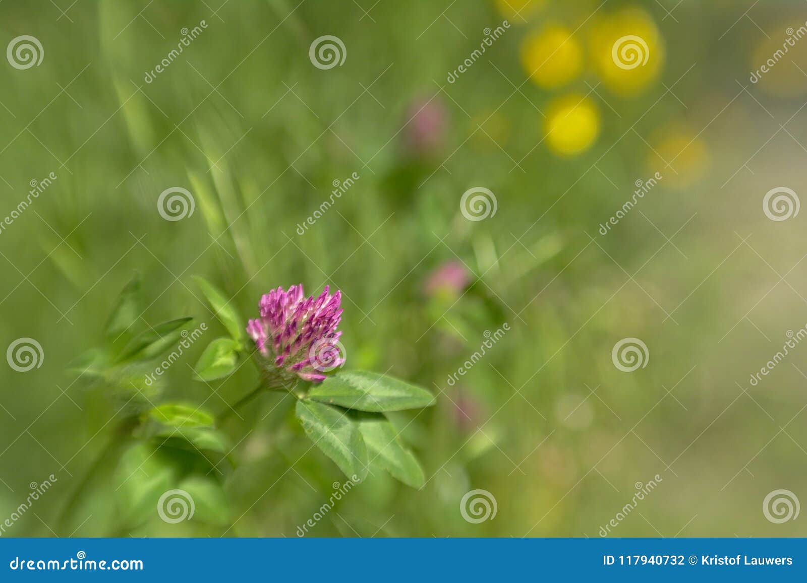 red clover flower close-up, with lensbaby blur effect in background - trifolium pratense