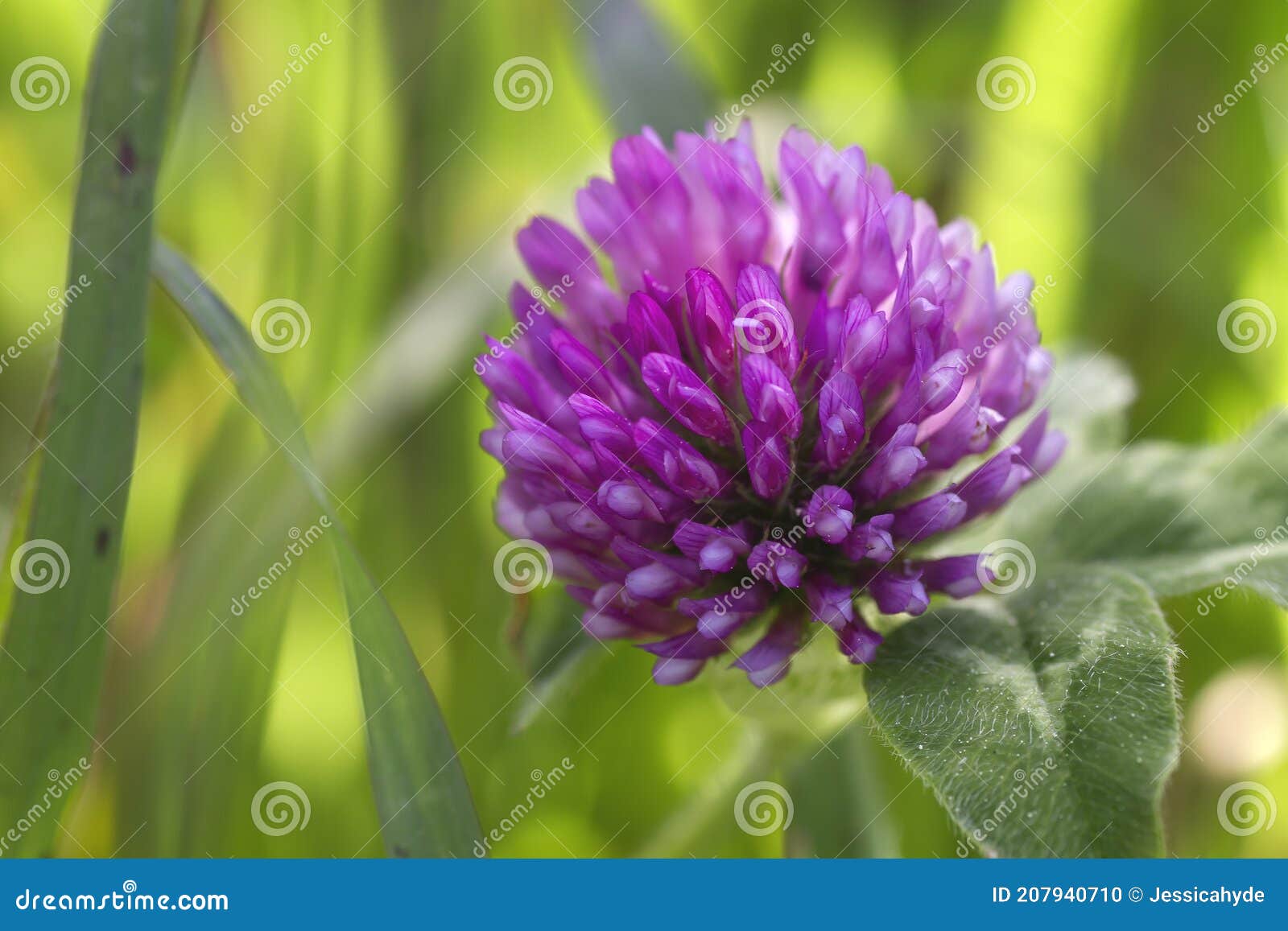 Red clover flower stock photo. Image of ecology, close 207940710