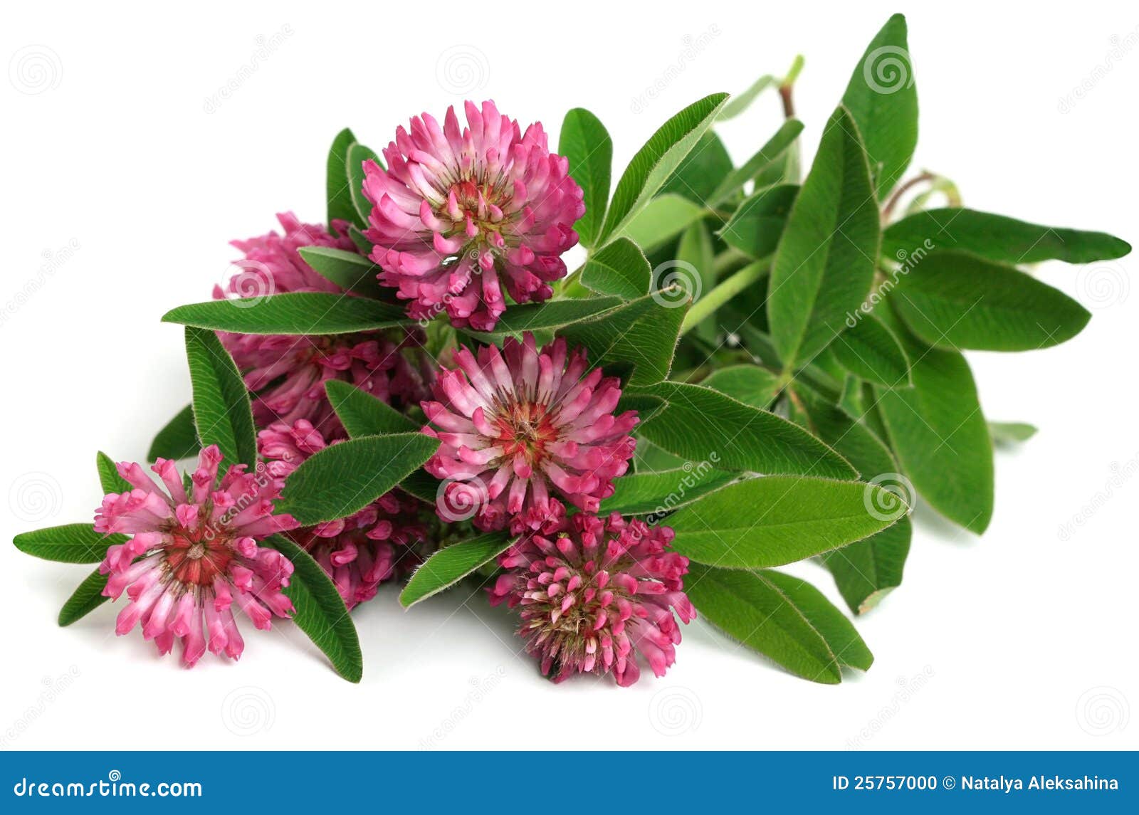 red clover (trifolium pratense)