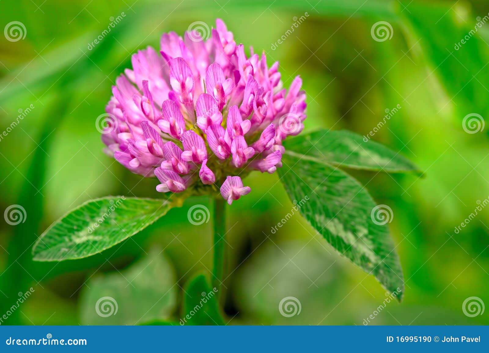 red clover (trifolium pratense) flowerhead