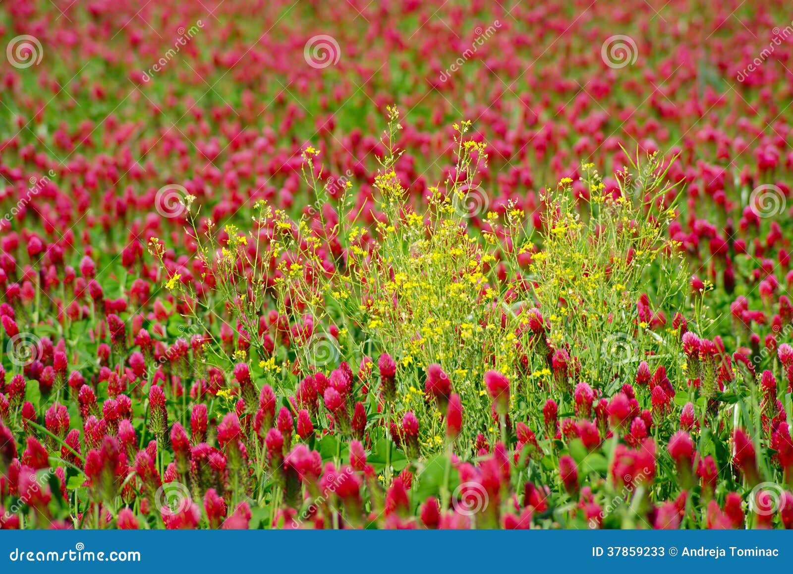 Red Clover and Yellow Canola Stock Image Image of green, leaves 37859233