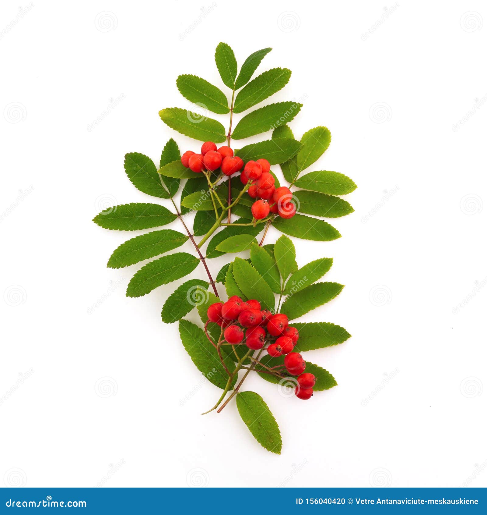 Red Cluster of Rowan Berries with Leaves Isolated on White Stock Photo ...