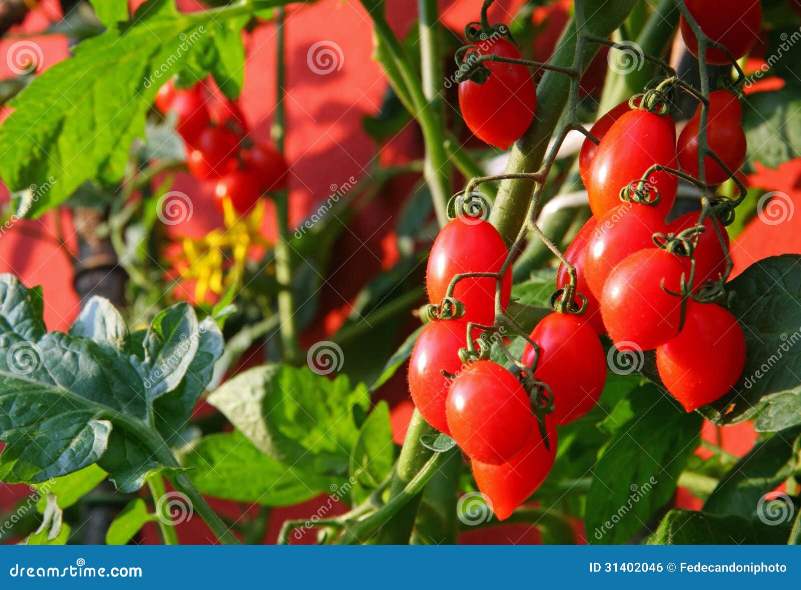 Red cluster tomato stock photo. Image of garden, independence 31402046