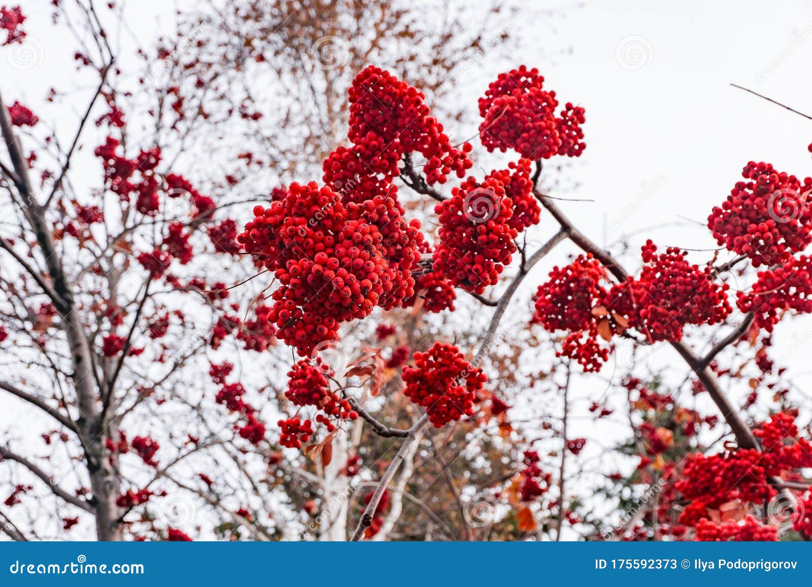 Red Clusters of Mountain Ash on a Branch in Winter, Red Bunches of ...