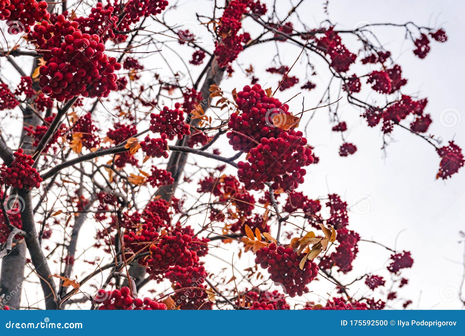 Red Clusters of Mountain Ash on a Branch in Winter, Red Bunches of ...