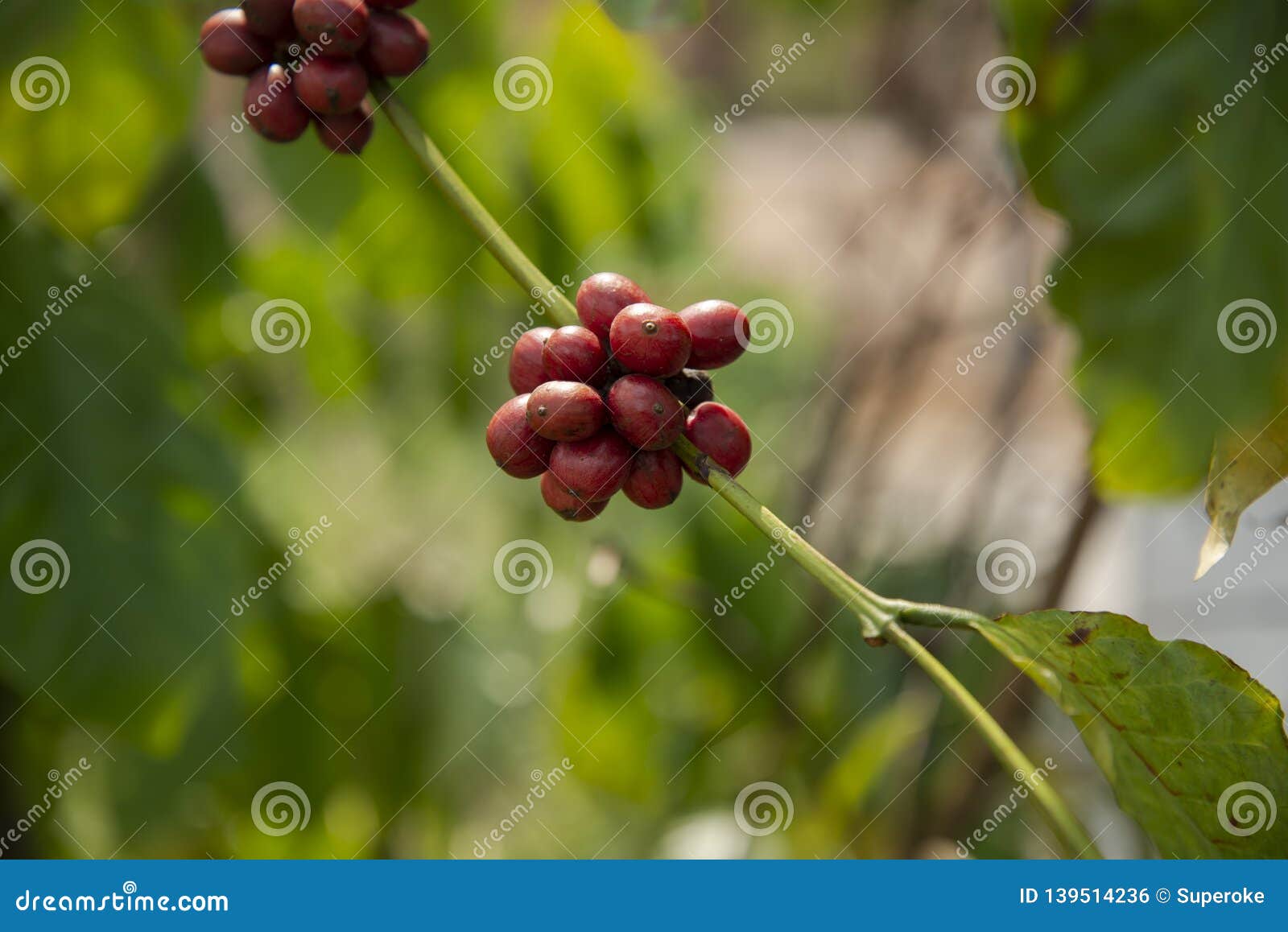Red Coffee Berry in the Plant Stock Photo Image of fruit, java 139514236