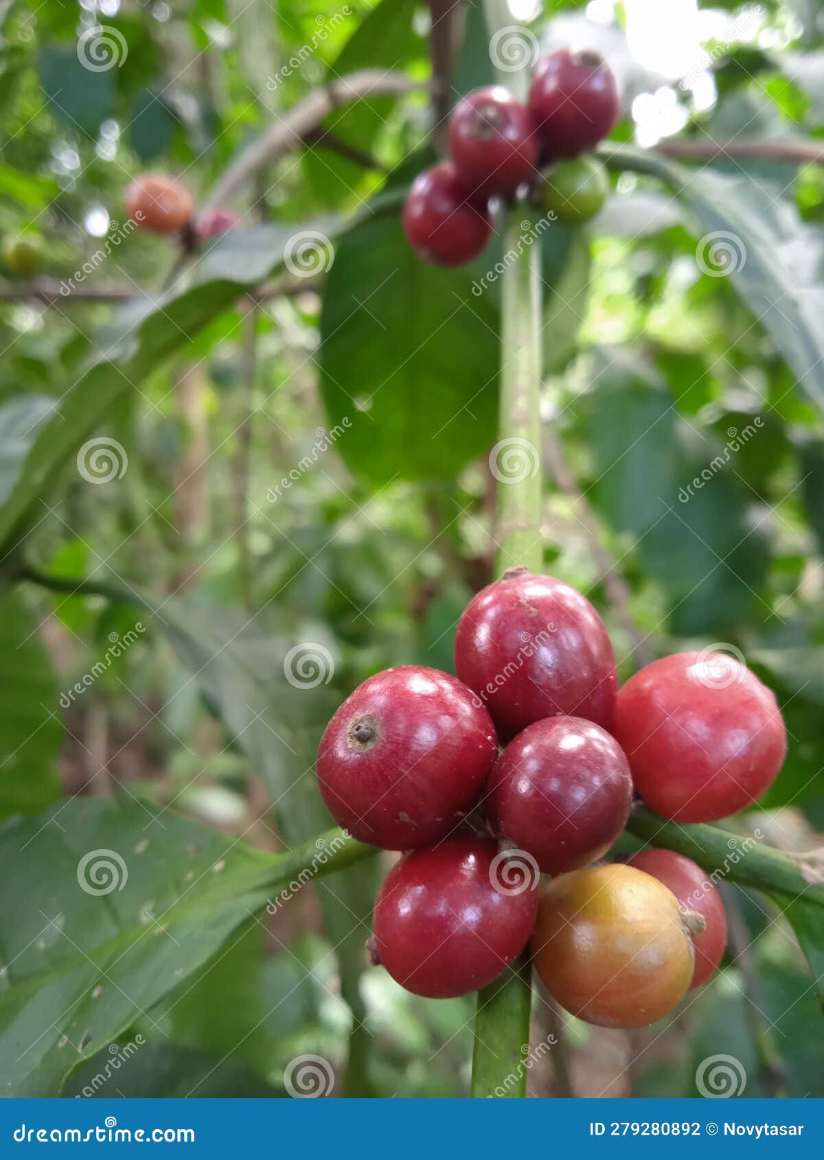 Red Coffee Cherries in the Yard Indicate that the Coffee is Ready To Be