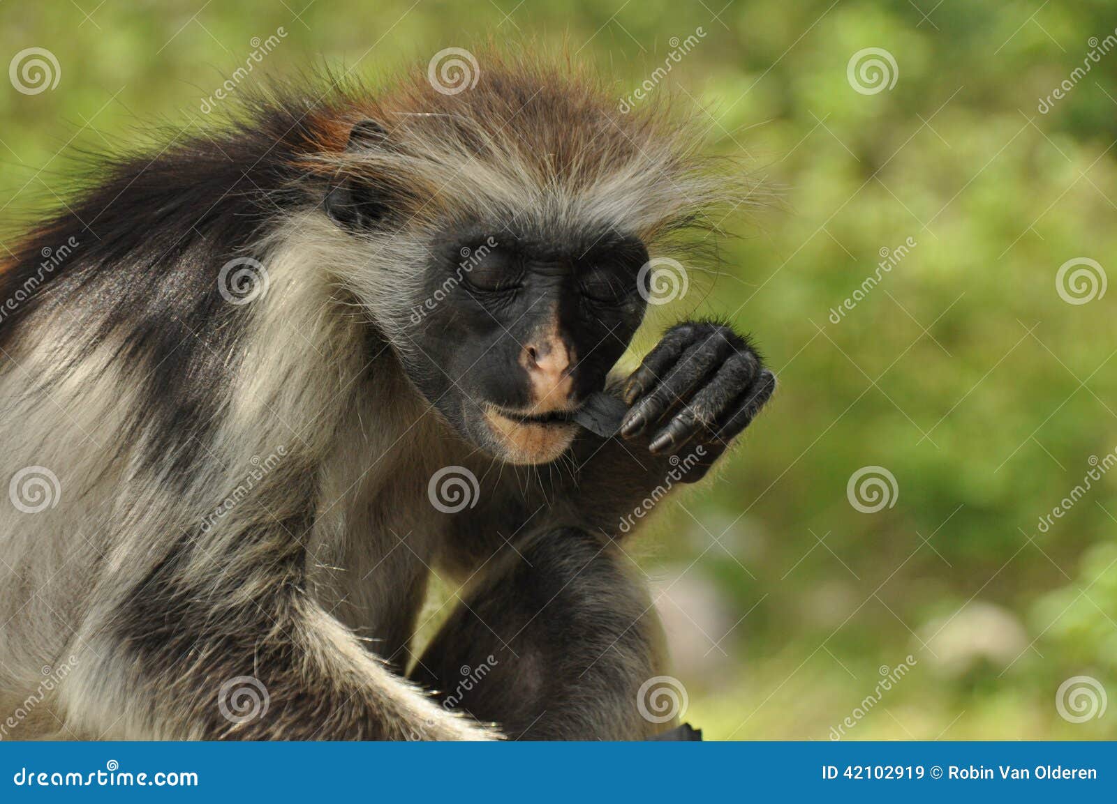 red colobus monkey eats a piece of charcoal