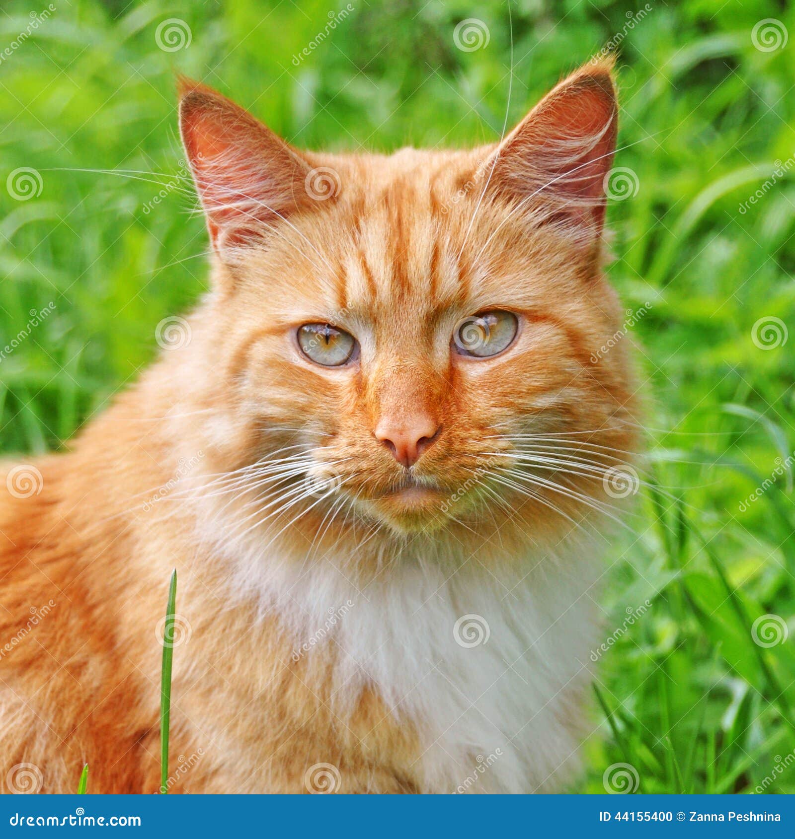 alarm besked Individualitet 29,896 Red Cats Stock Photos - Free & Royalty-Free Stock Photos from  Dreamstime