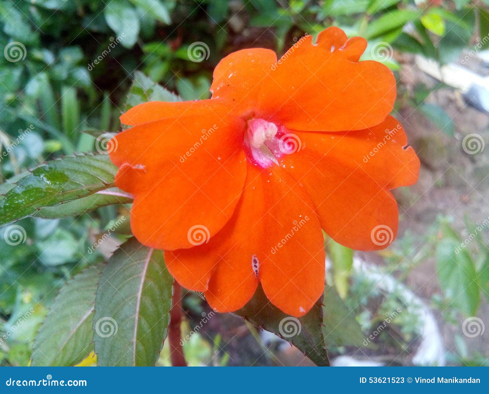 Red color flower stock image. Image of view, flower, beautiful 53621523