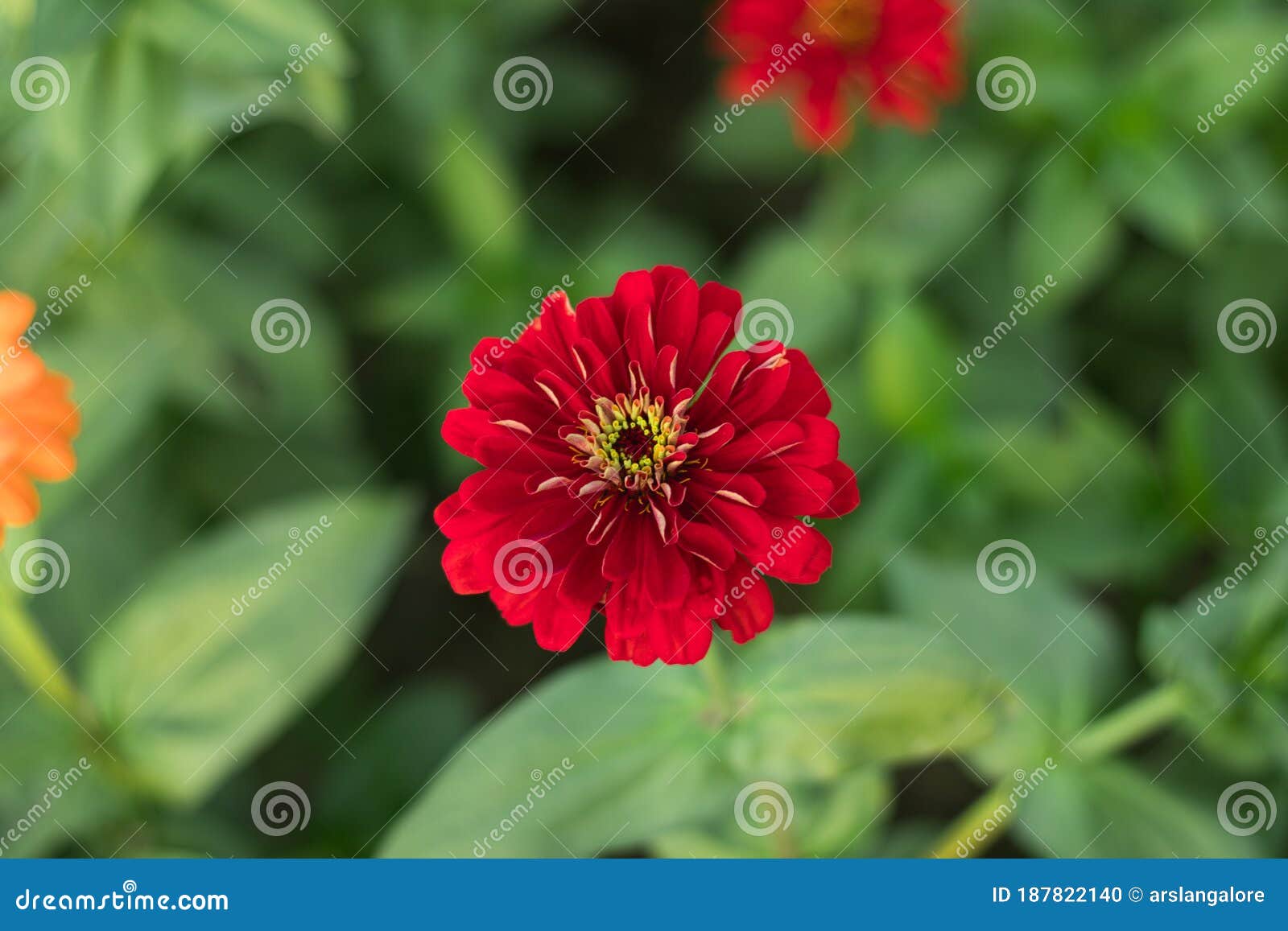 A Red Color Flower in the Garden Stock Photo Image of focus, green
