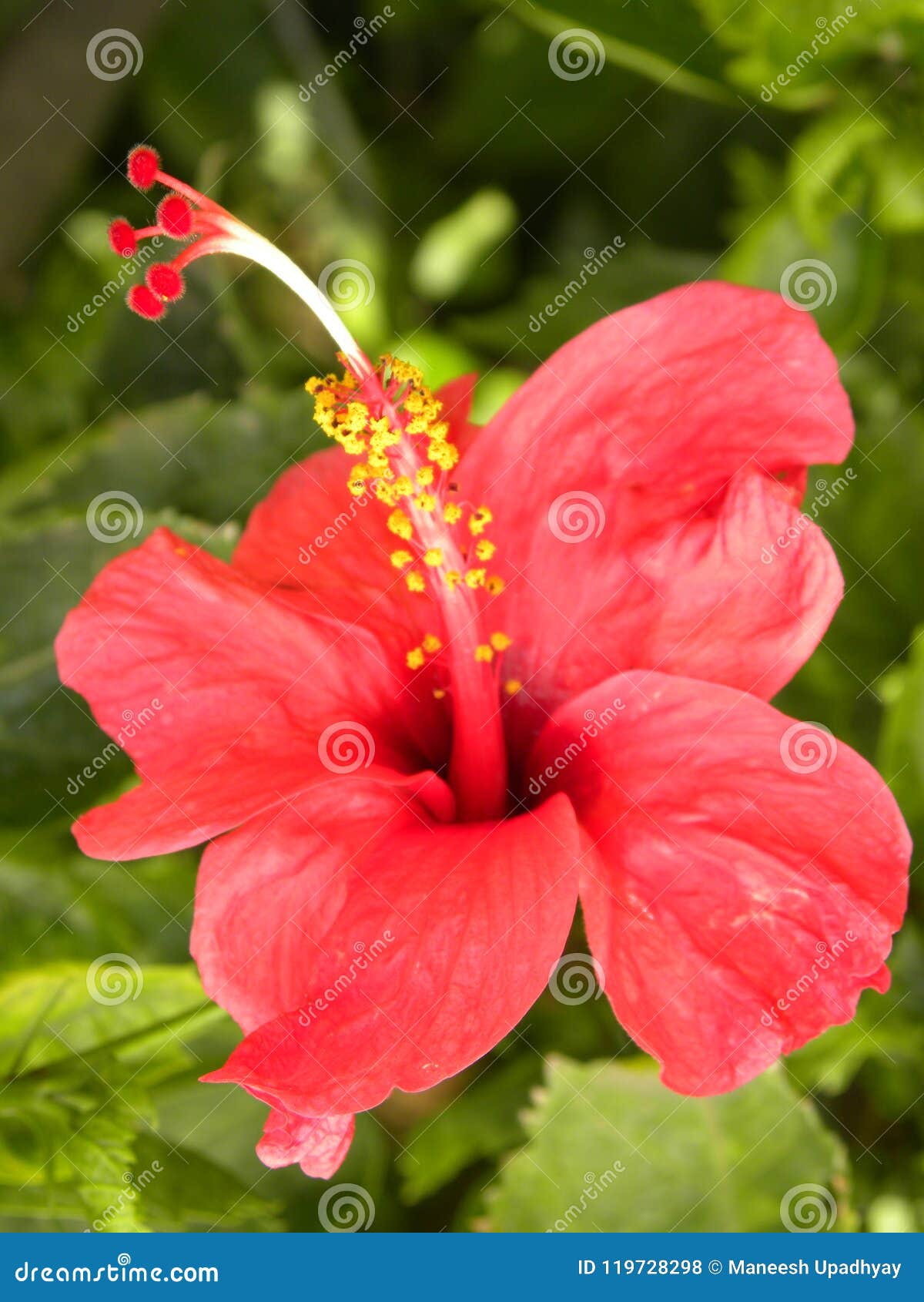 Red Color Hibiscus Flower With Pistil And Stamen Stock Photo Image Of Floral Colors 119728298