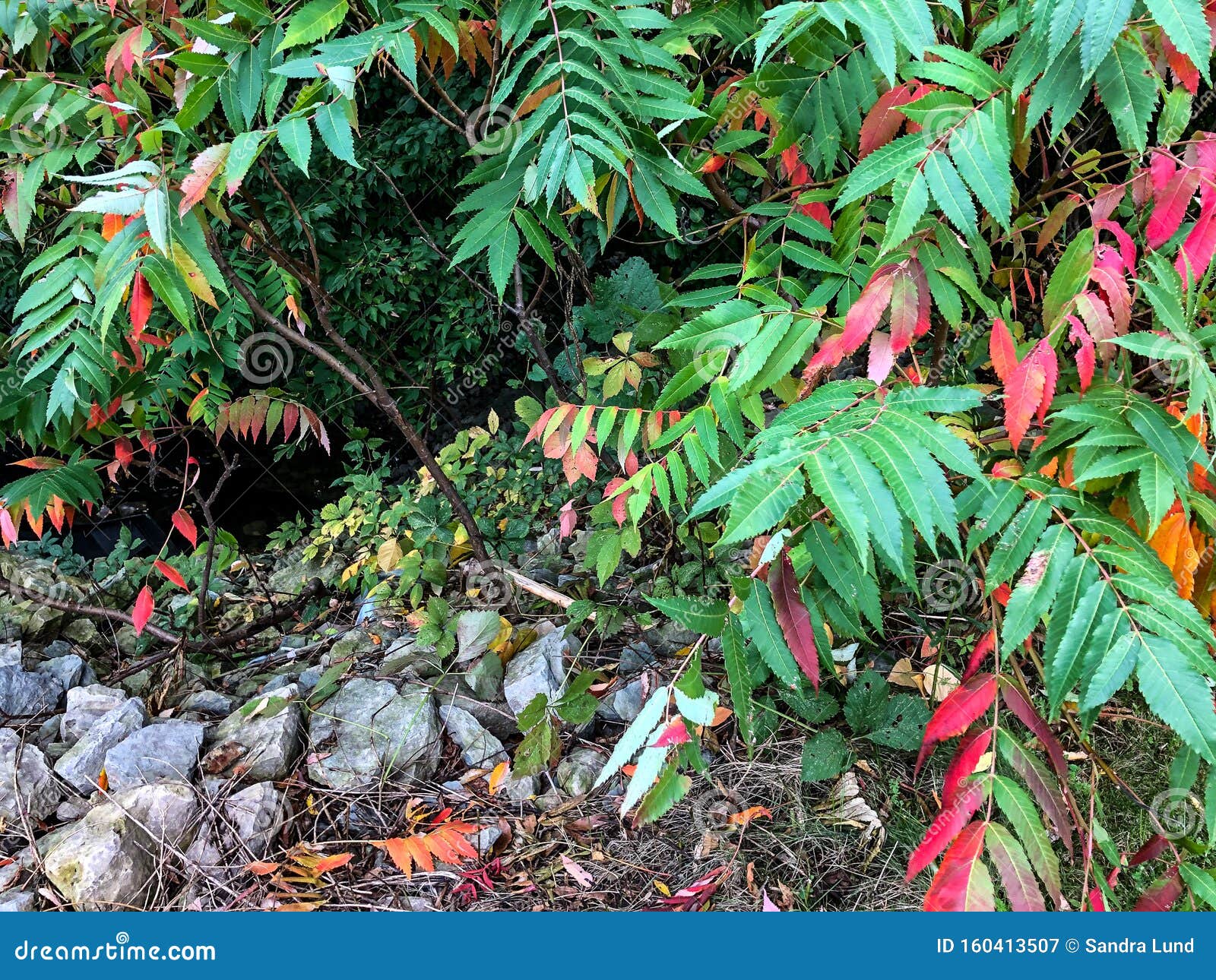 Colorful Red And Green Leaves On Trees In Forest Stock Image Image Of Outdoors Forest