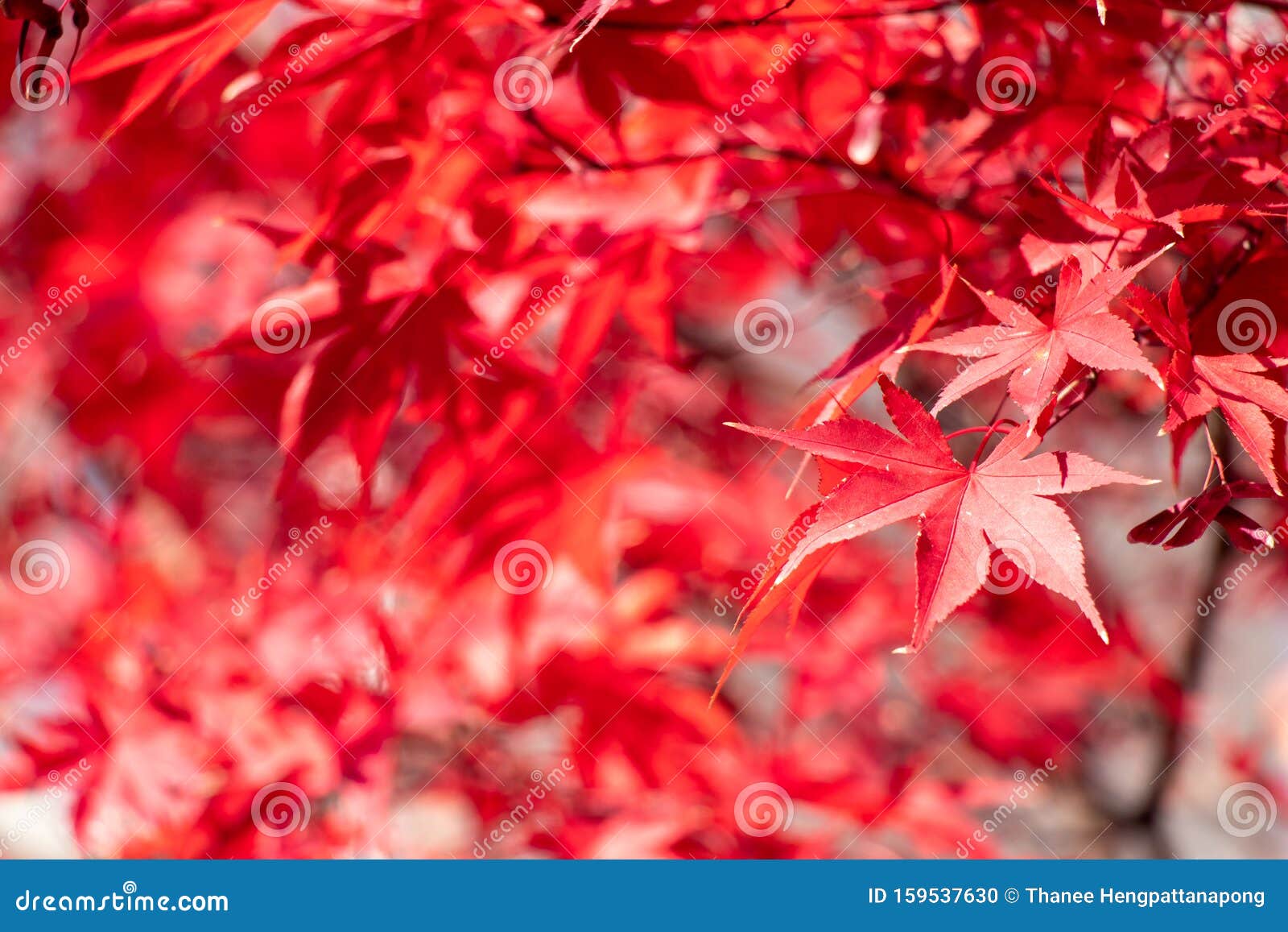 Red Color of Maple Tree Leaf Focus at Front Leaf with Blurred Background  Stock Photo - Image of blue, foliage: 159537630