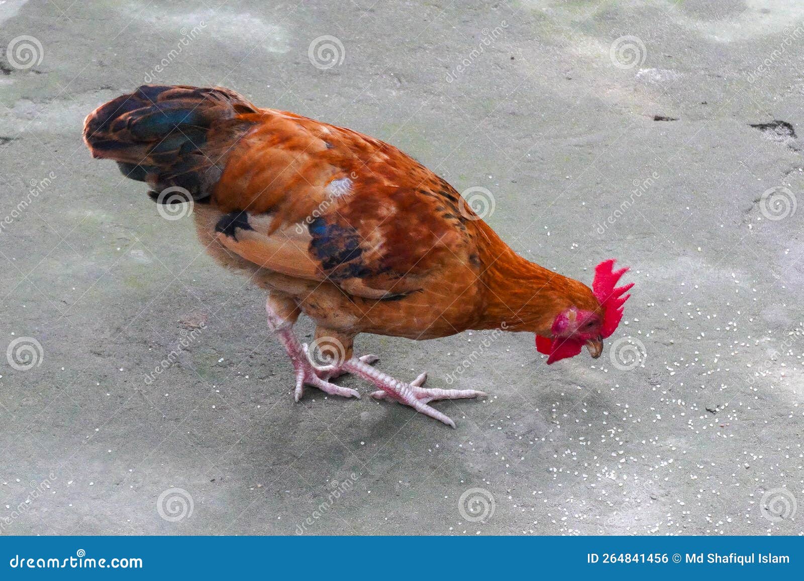 A Red Color Young Chicken Eating Feed in a Free Range Yard Stock Photo