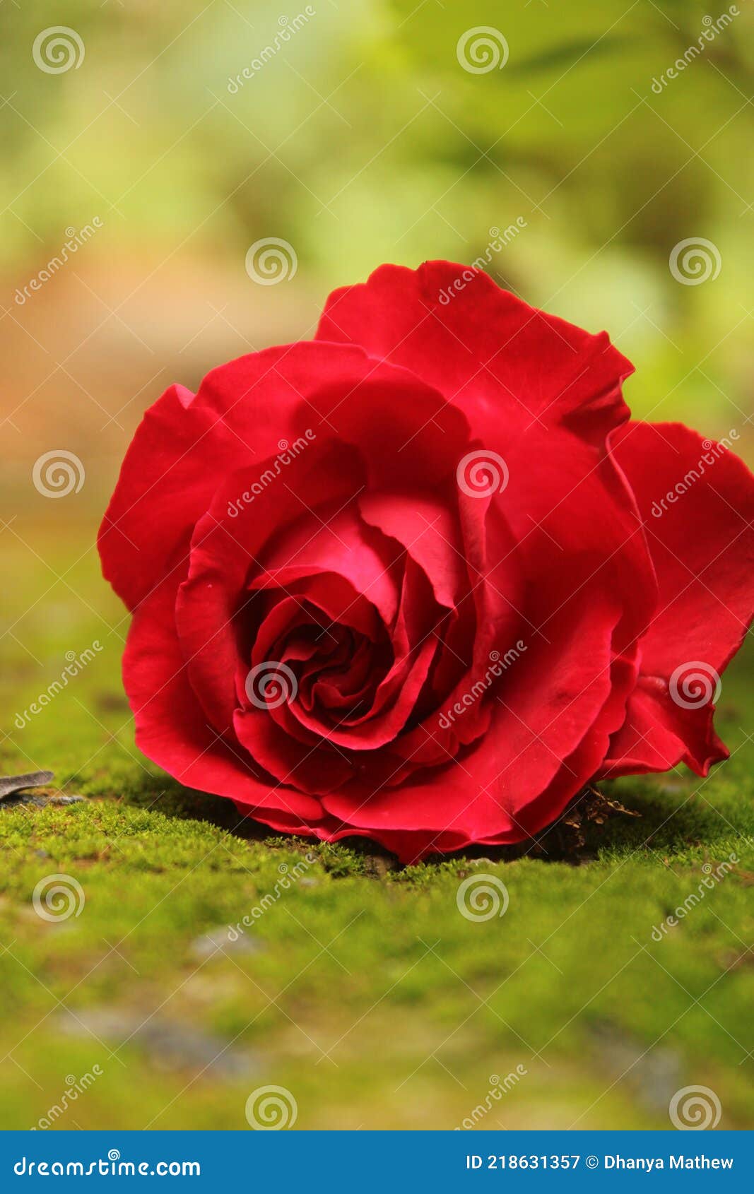 Red Colour Flower with Green Background Stock Image Image of