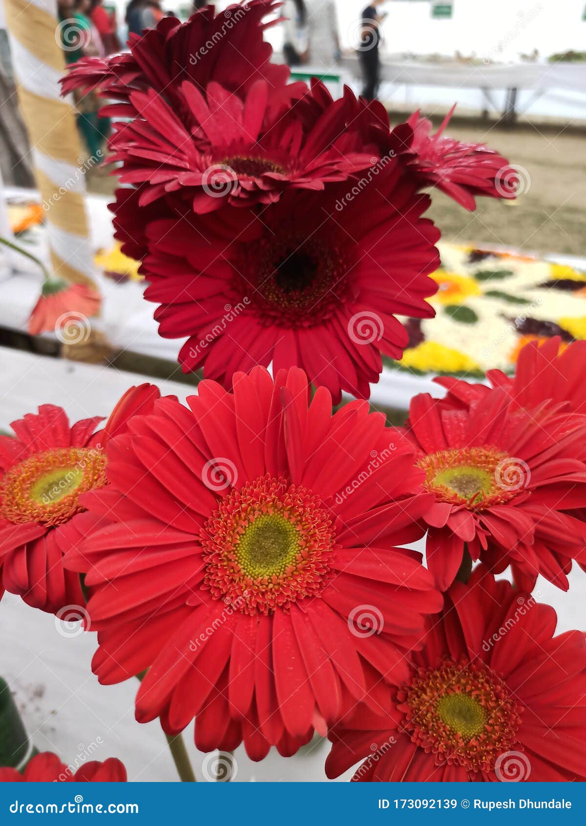 Red Colour Flowers Background Stock Image Image of yellow, rose