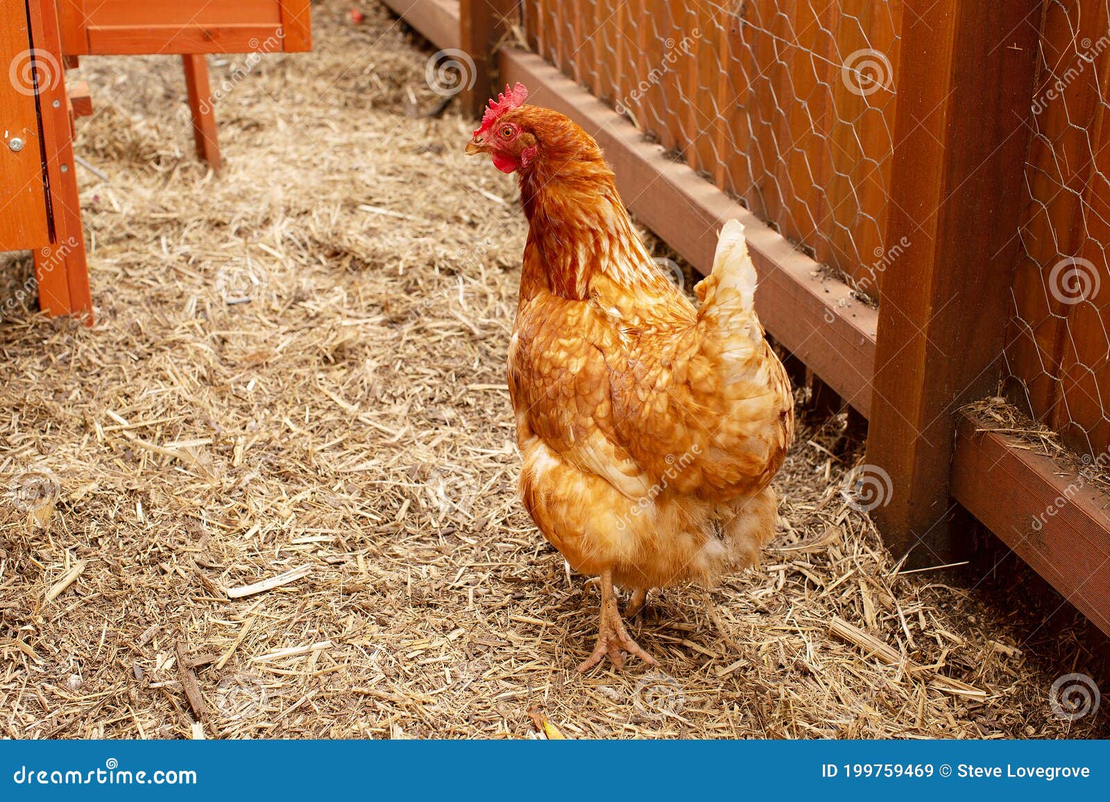 Red Coloured Hen in a Small Chicken Pen Stock Image Image of