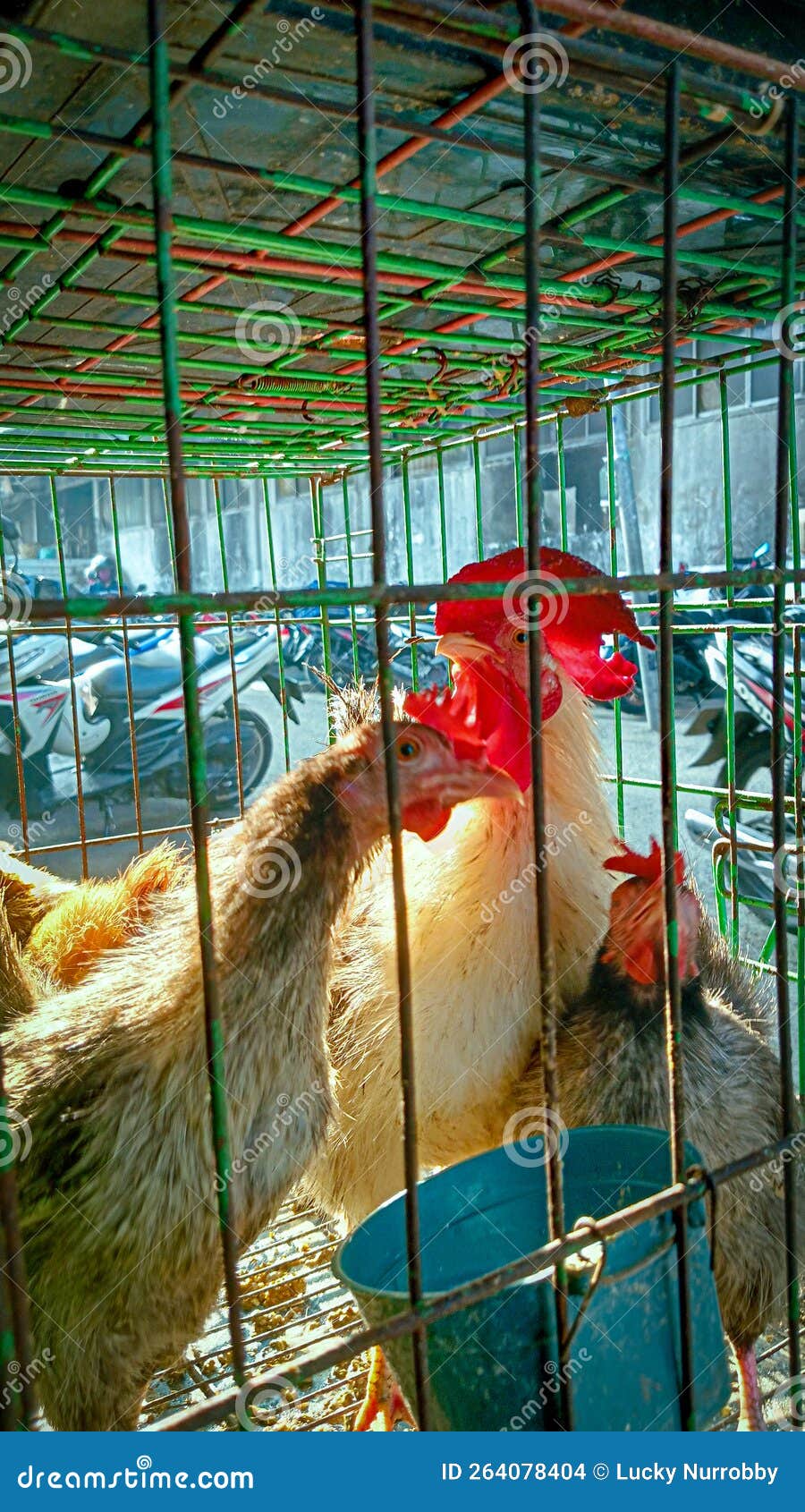 The Red Combed Rooster with the Two Hens in a Cage at a Market in the
