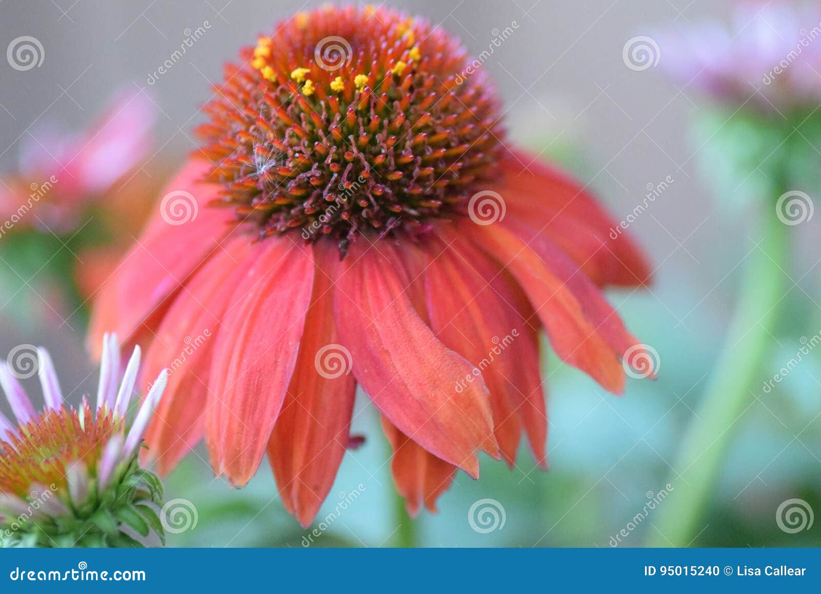 Red cone flower stock photo. Image of petals, pretty 95015240