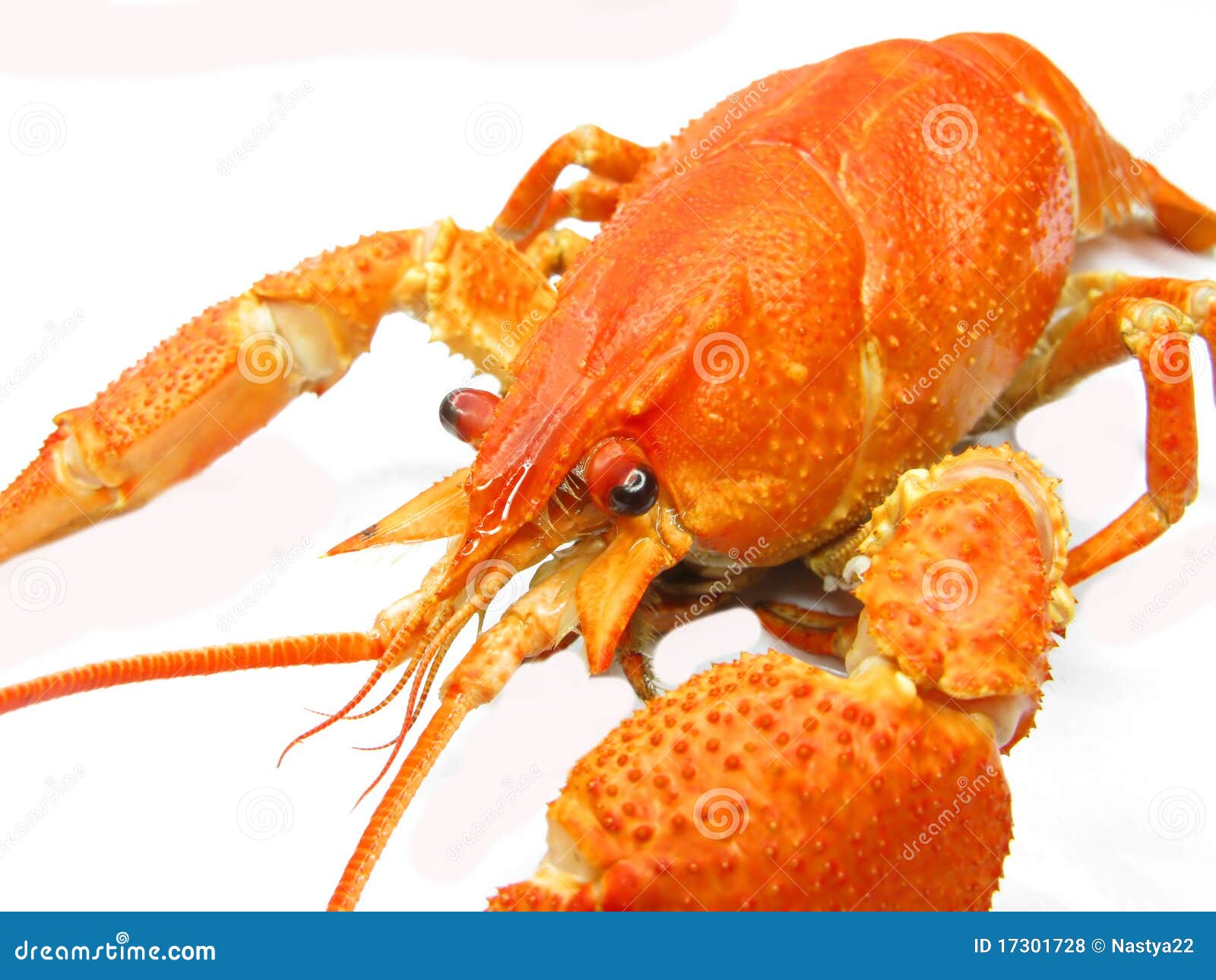Red cooked river lobster stock photo. Image of prepared 17301728