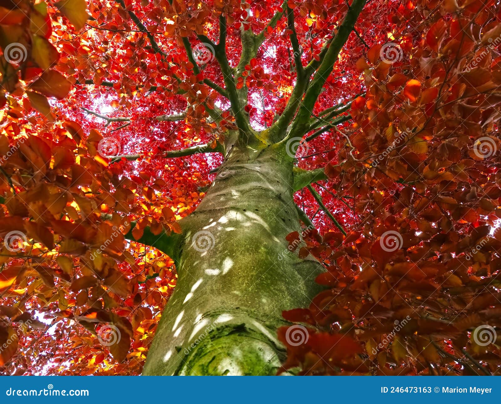 beautiful red copper breech tree sylvatica forma purpurea