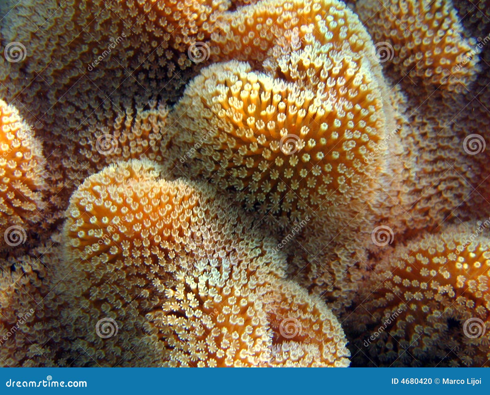 Red Coral Leather stock photo. Image of underwater, atoll - 4680420