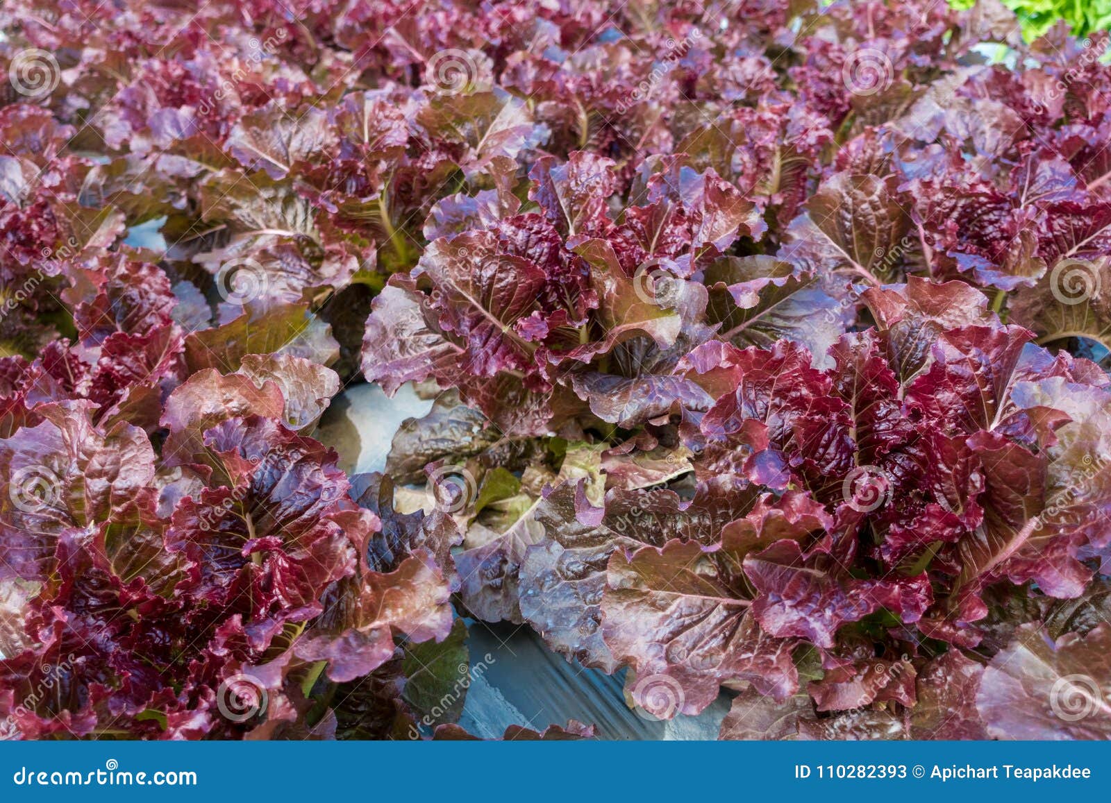 Red Coral Lettuce stock image. Image of freshness, plant 110282393