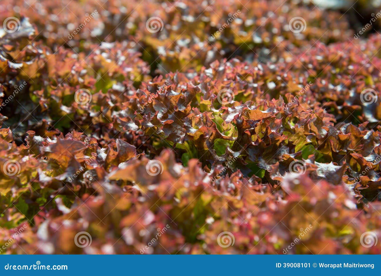 Red coral lettuce stock image. Image of growth, eating 39008101