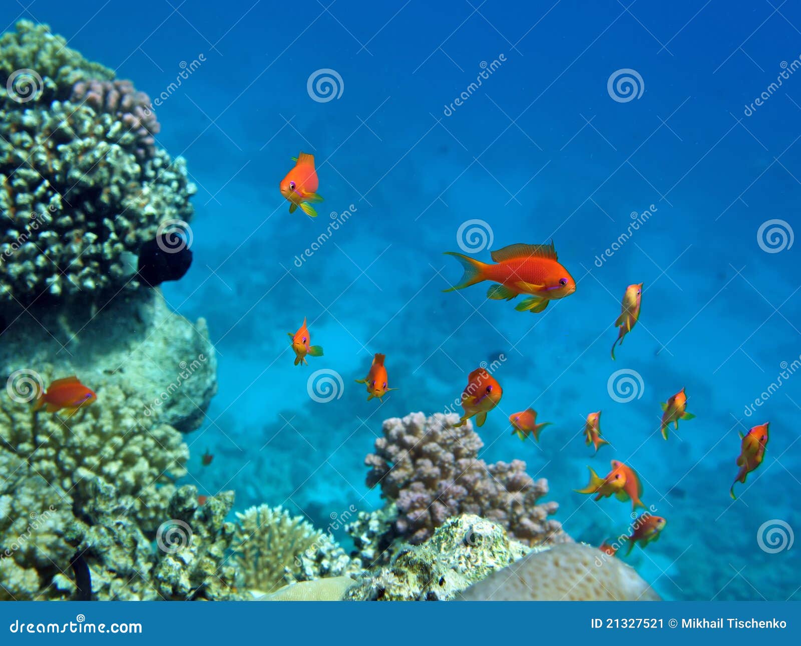 Red coral perch stock image. Image of exquisite, leisure - 21327521