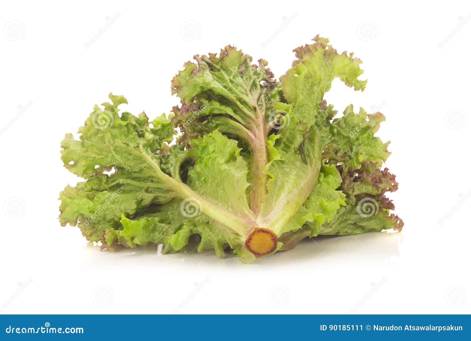 Red Coral Salad Isolated on the White Background Stock Image Image of