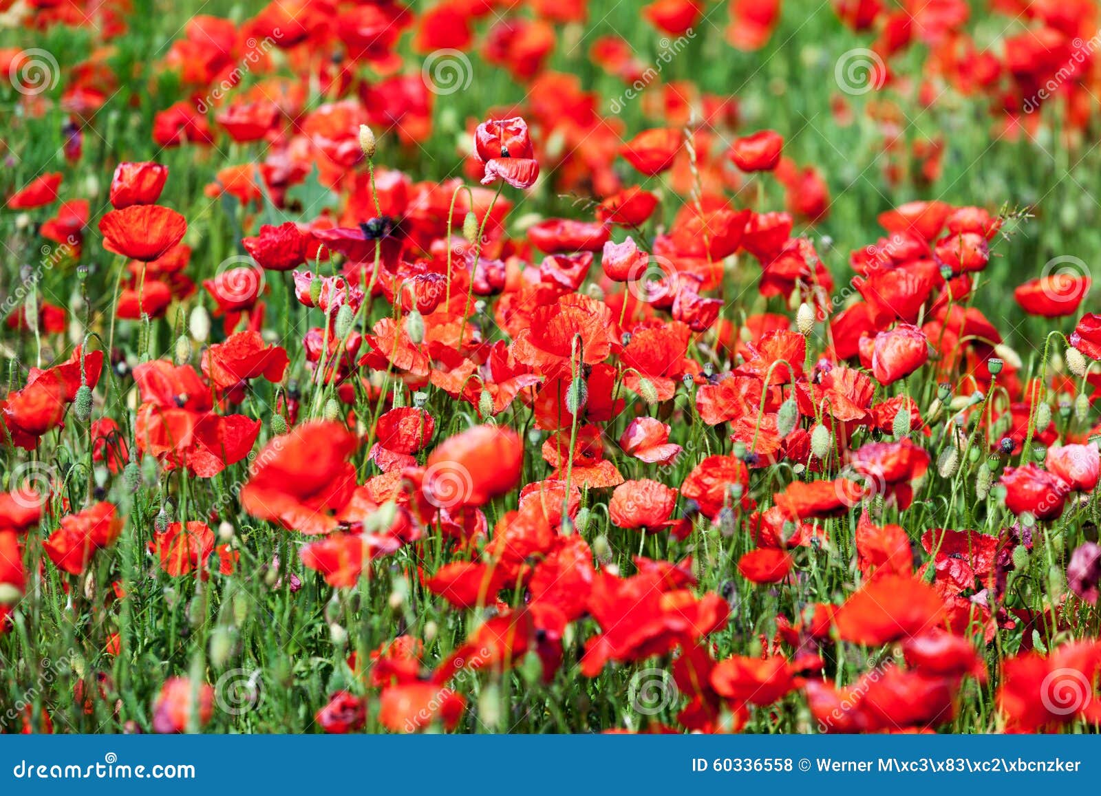 Red corn poppies stock photo. Image of plant, corn, green 60336558