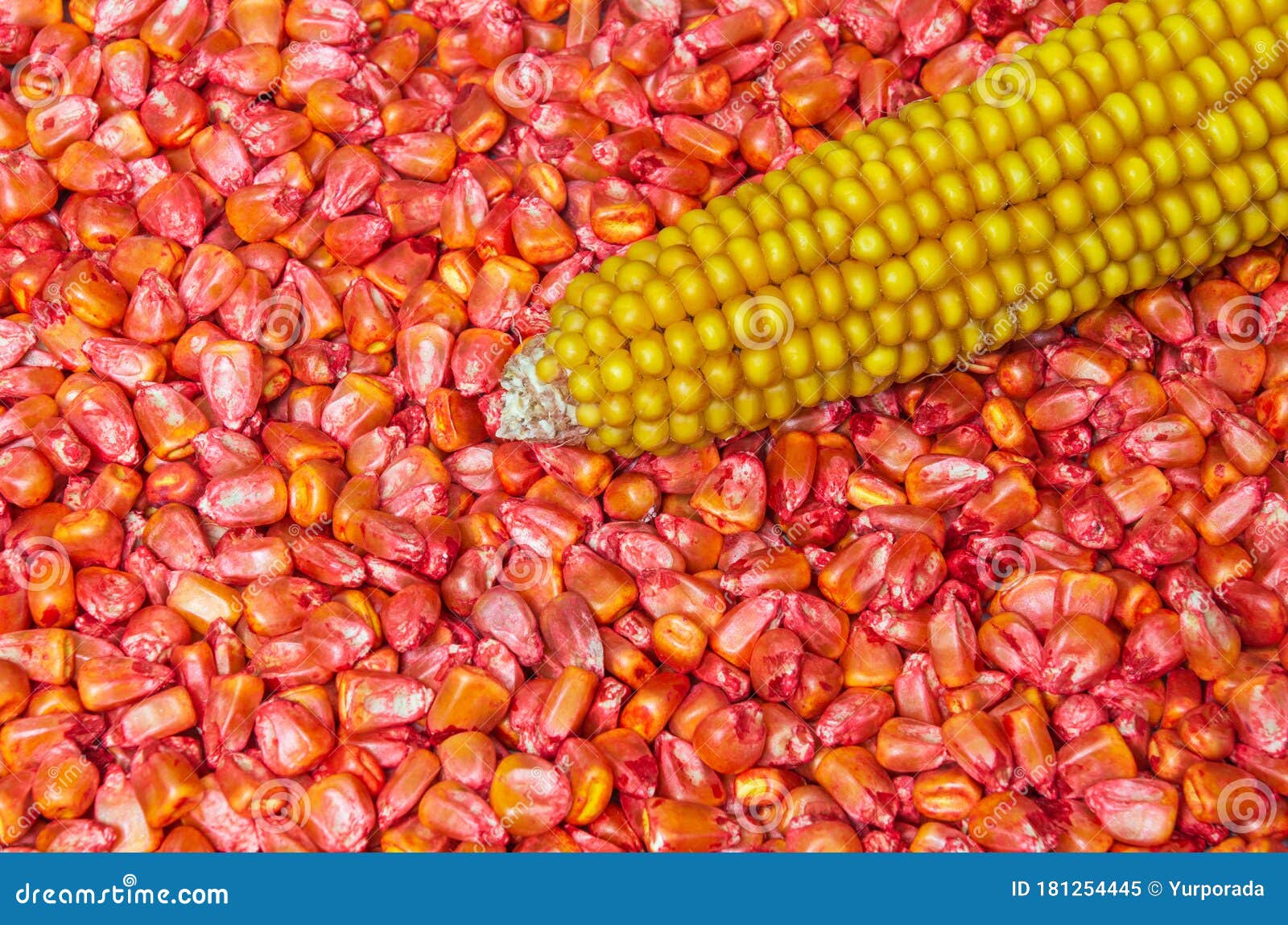 A Red Corn Seeds Processed For Planting And Fetus For Example Stock Image Image Of Cereal Healthy A Red Corn Seeds Processed For Planting And Fetus For Example Stock Image Image Of Cereal Healthy