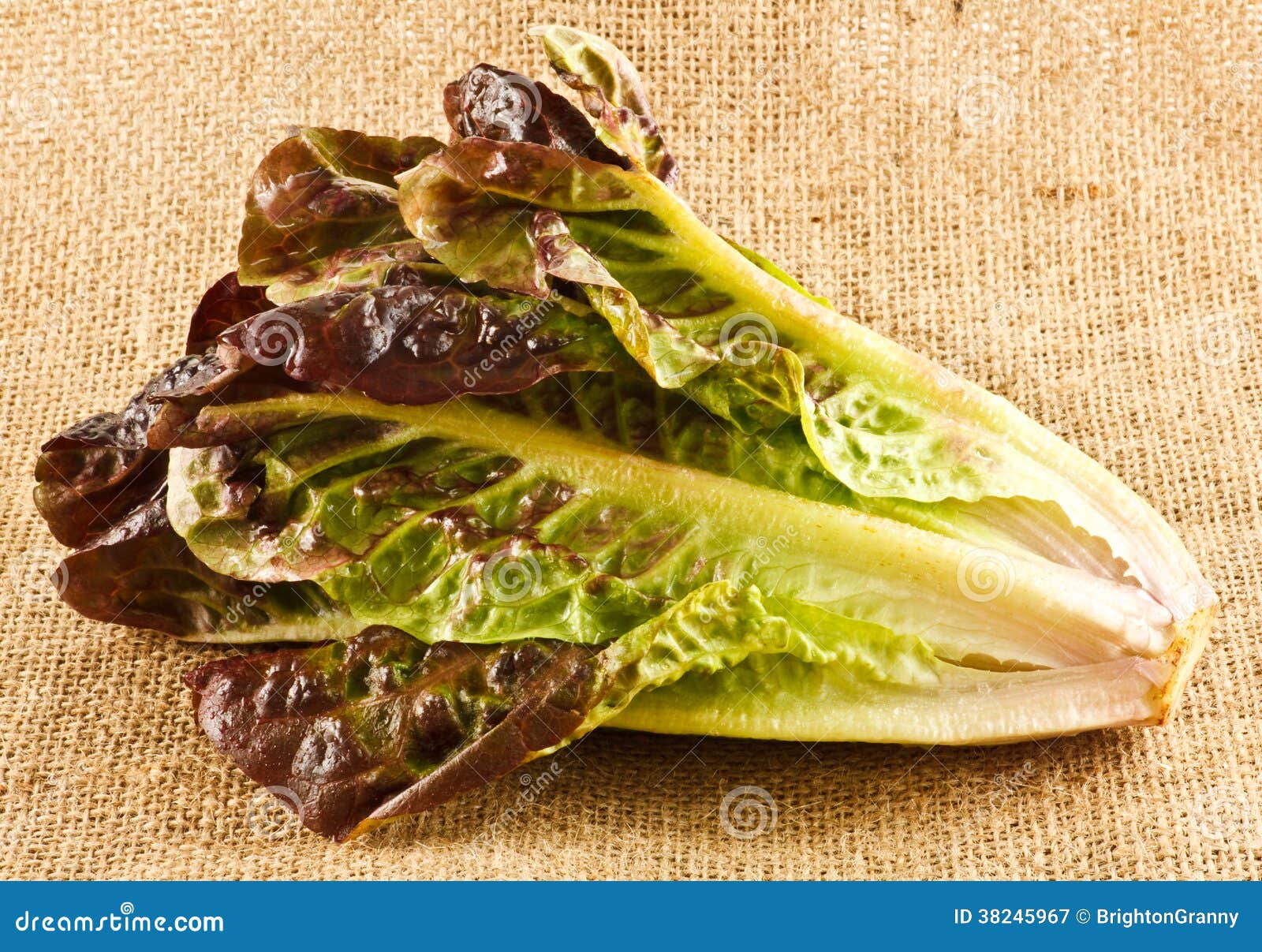 Red cos lettuce stock image. Image of meal, eating, vegetarian 38245967