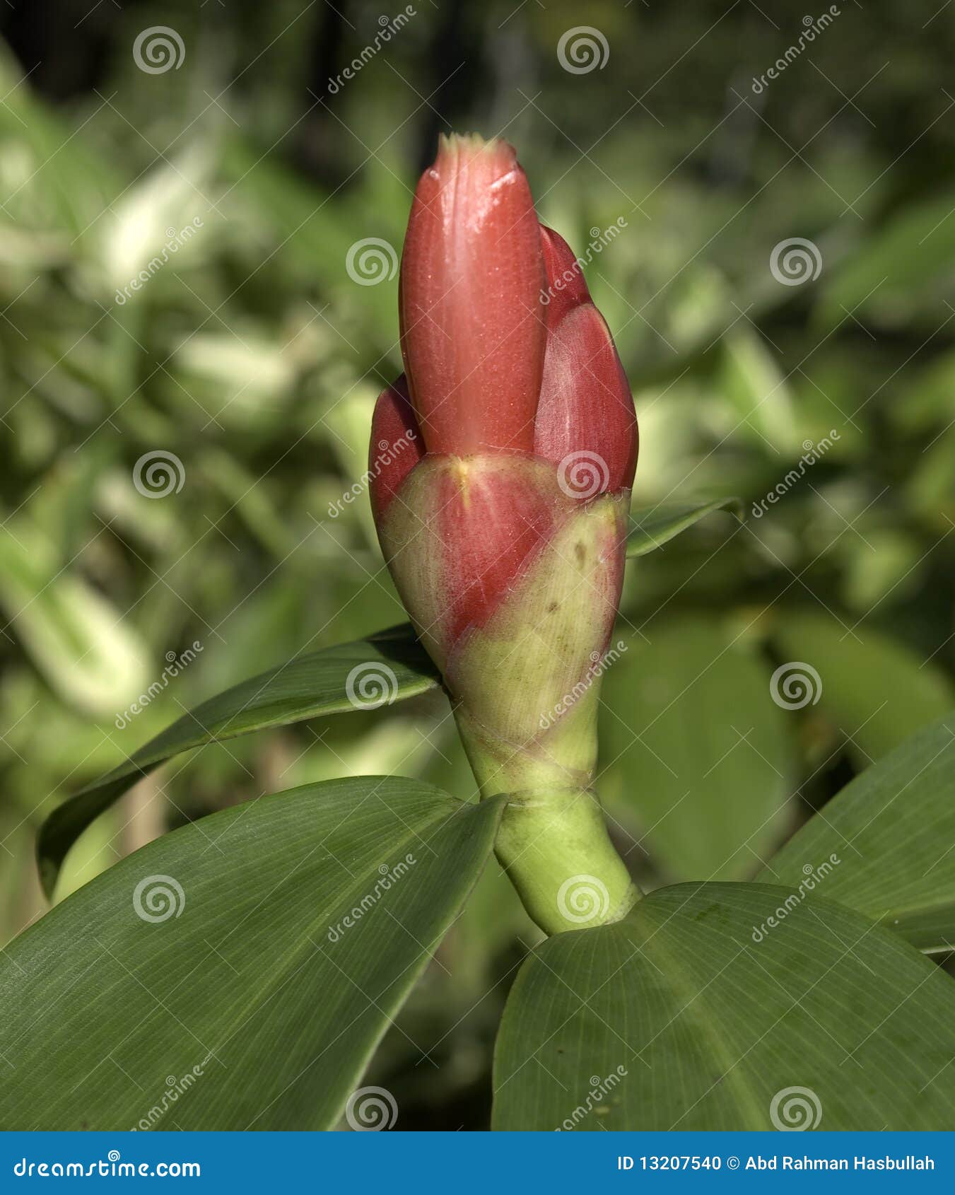 Red Costus Spicatus Flower Close-up Stock Photo - Image of spicatus ...