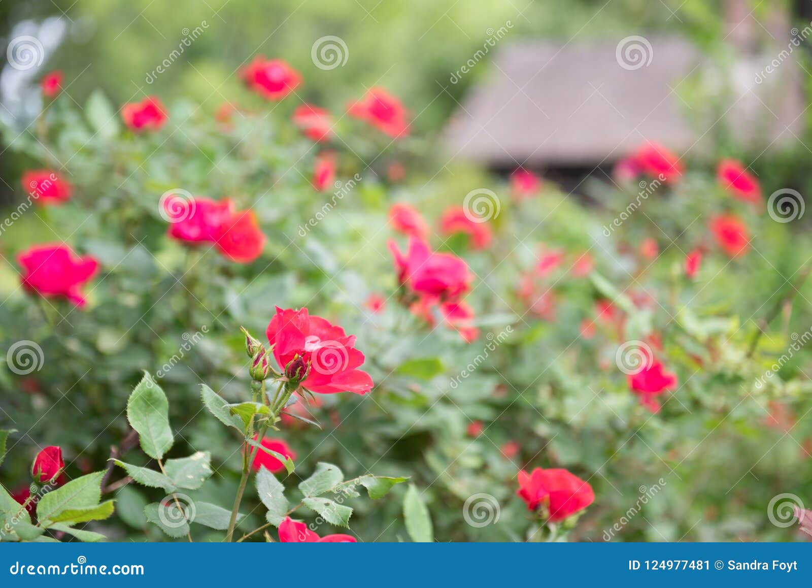 Red Country Roses And Barn Background Stock Image - Image ...