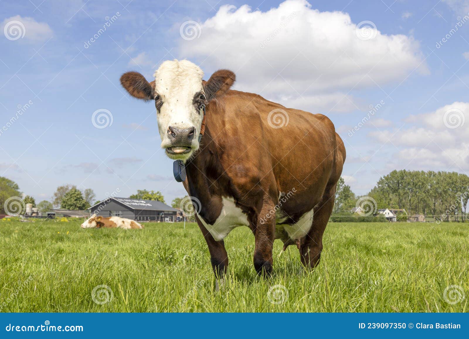 red cow fleckvieh, simmental cattle breed known as: groninger blaarkop, in a field with a blue sky as background