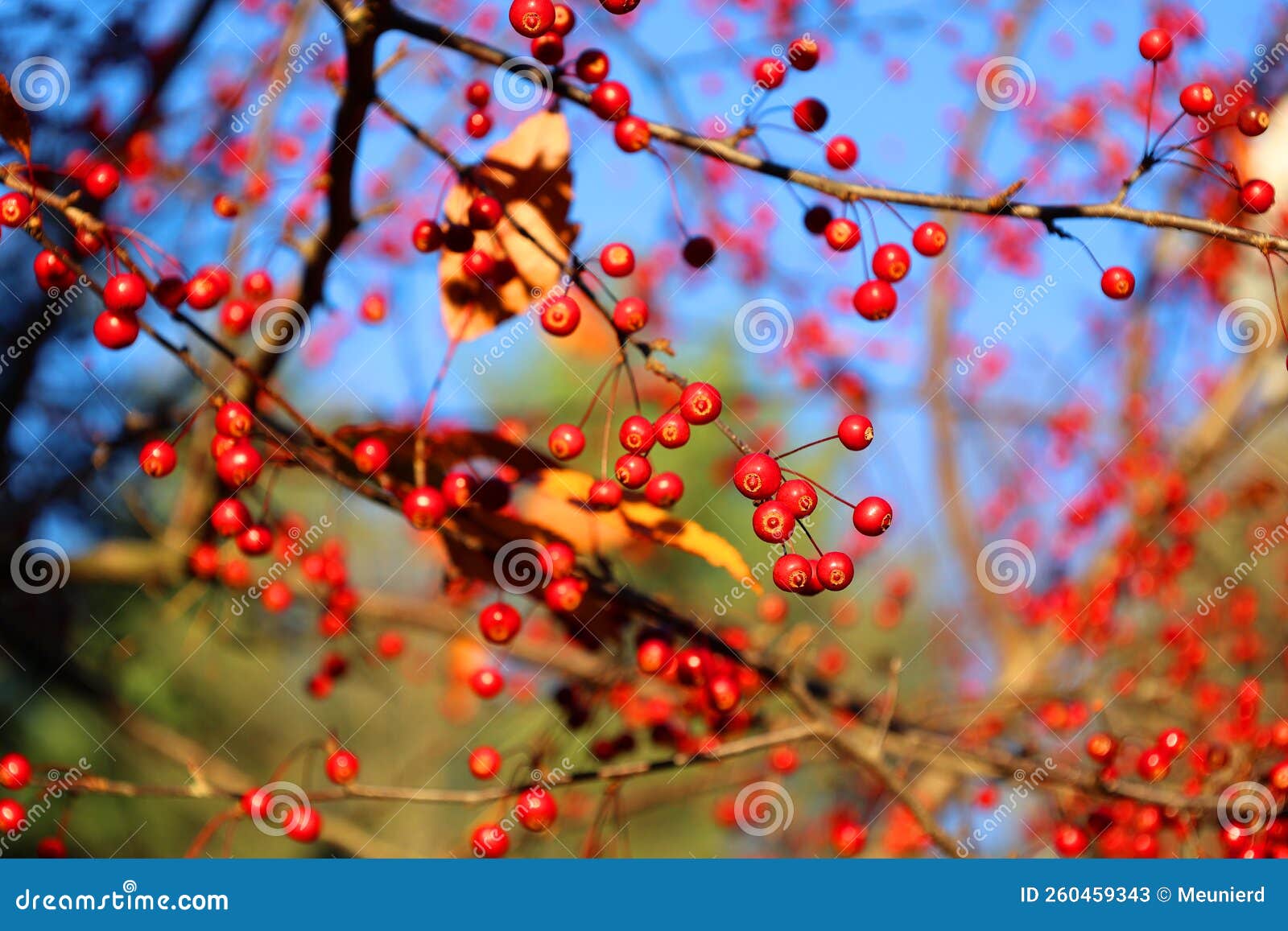 Red Crab Apples on a Tree in Fall Stock Image - Image of foliage, food ...