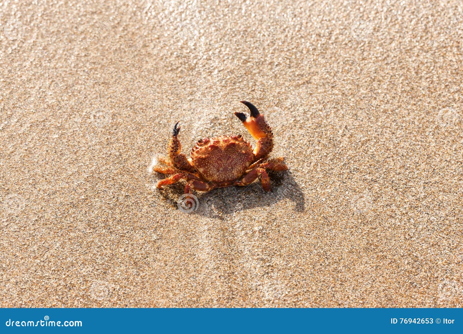 Red crab on the beach stock image. Image of seafood, tropical 76942653