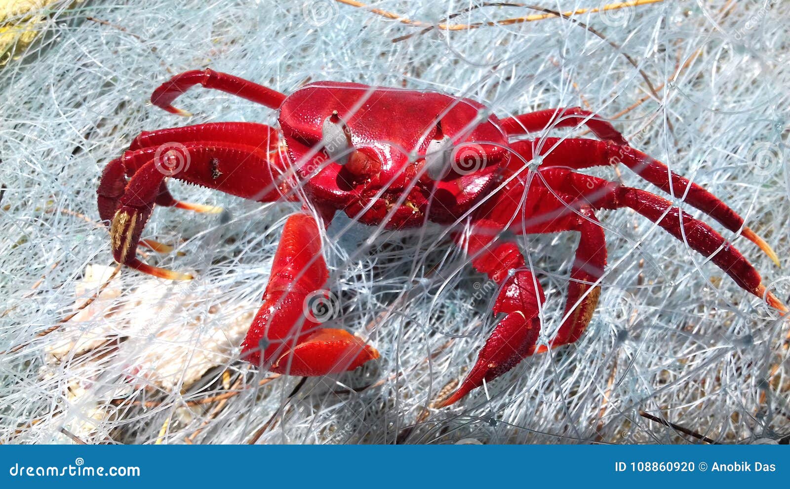 9,421 Crab Net Royalty-Free Photos and Stock Images