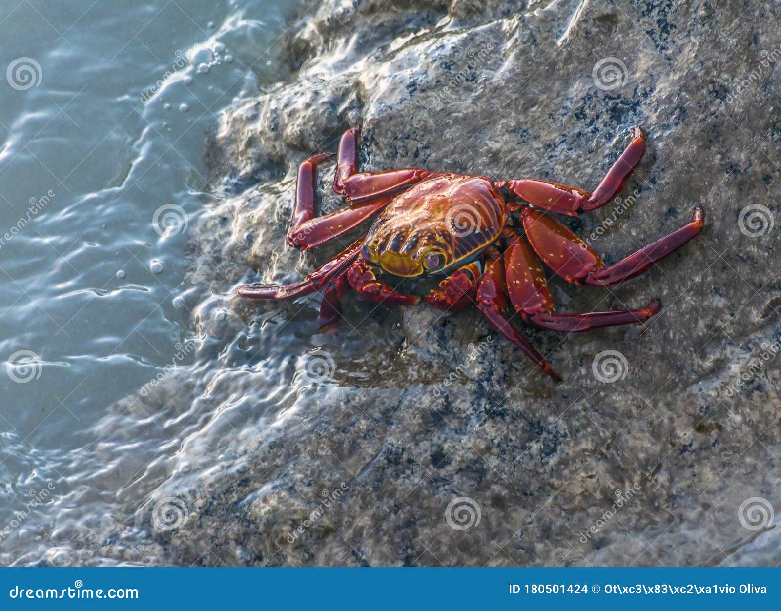 a red crab grapsus grapsus, over the coast rocks, in galapagos, ecuador.