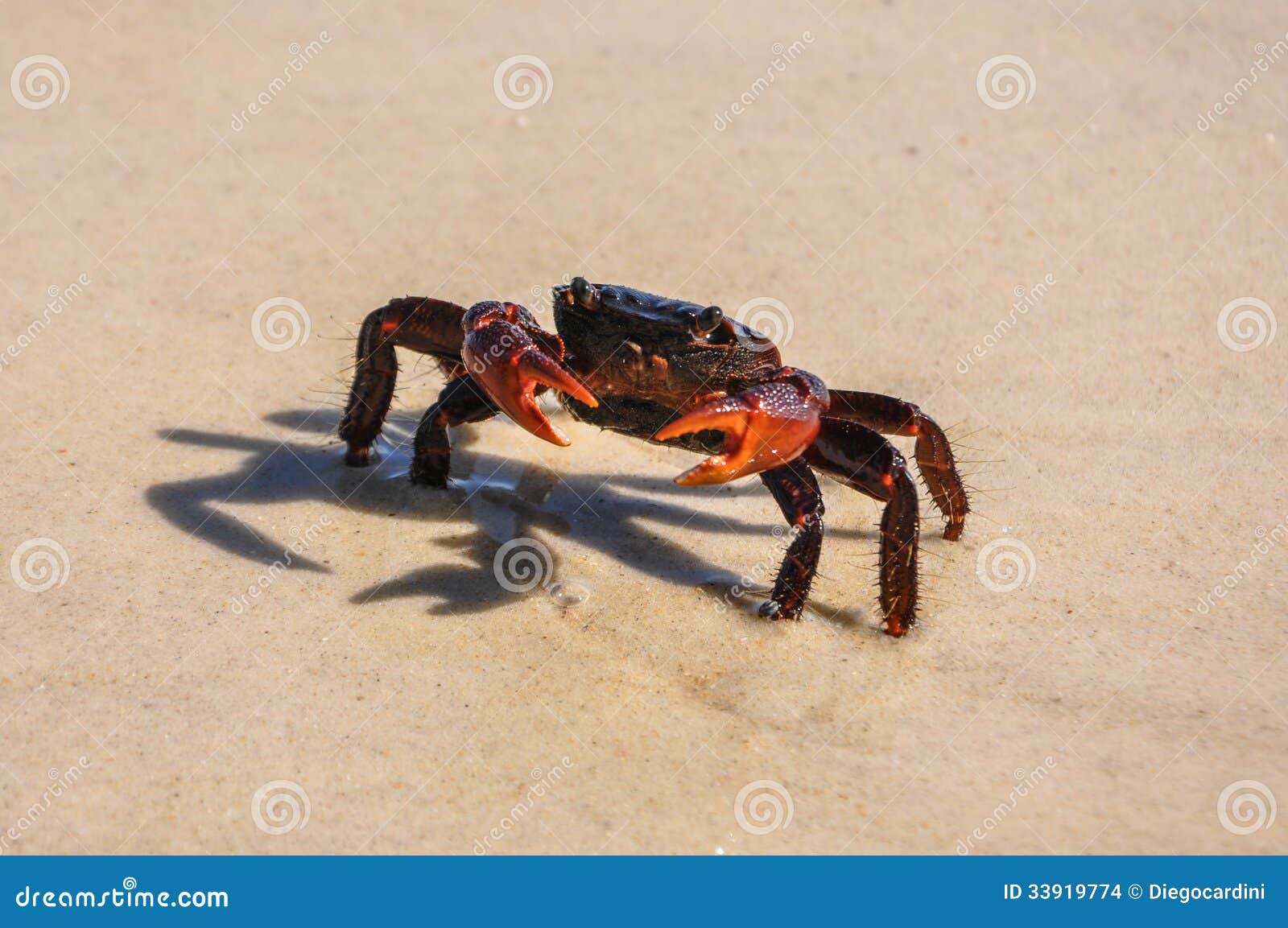 red crab at ilha grande, rio do janeiro, brazil.