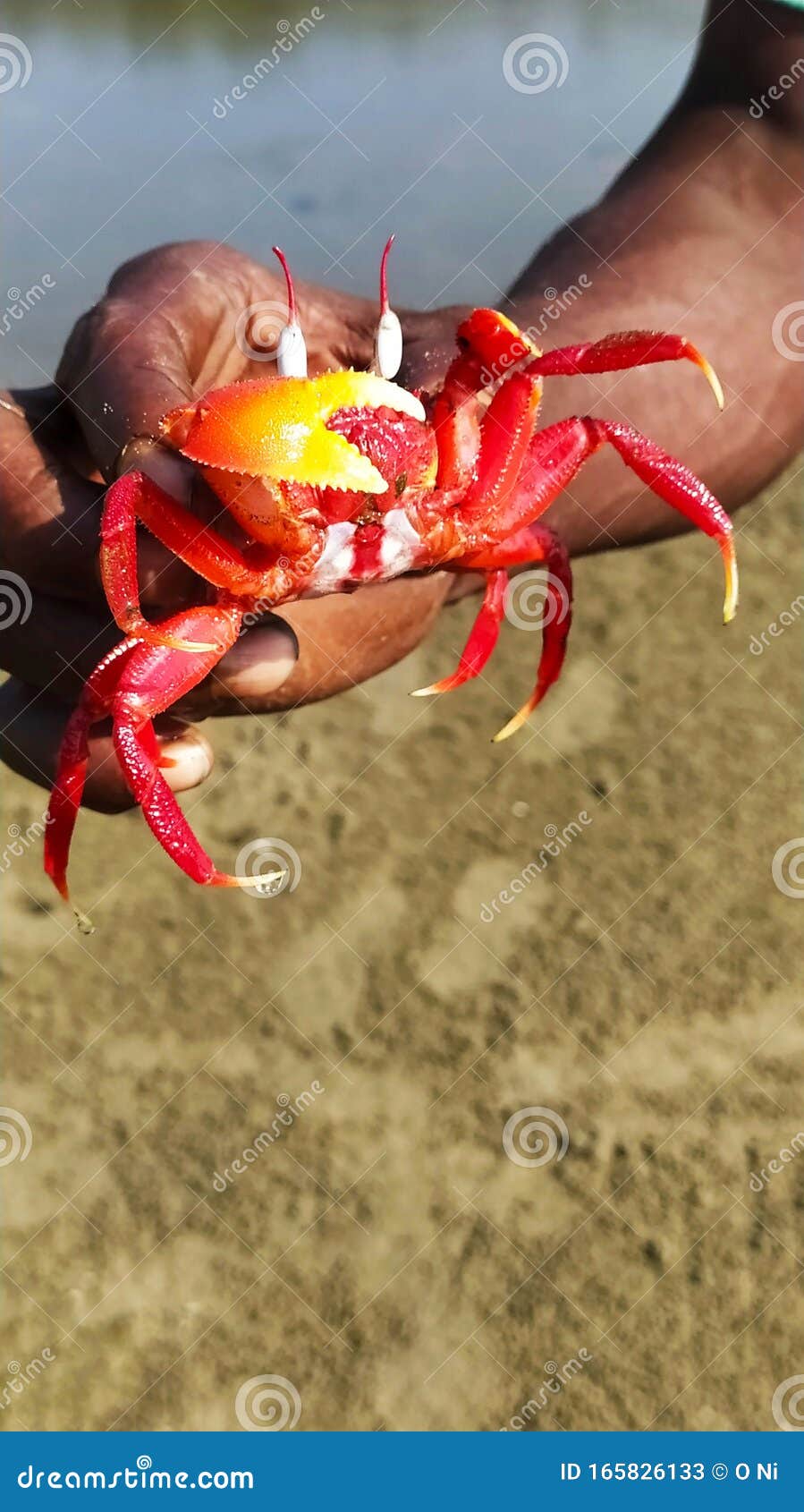 A red crab in a men hands. stock image. Image of hands 165826133