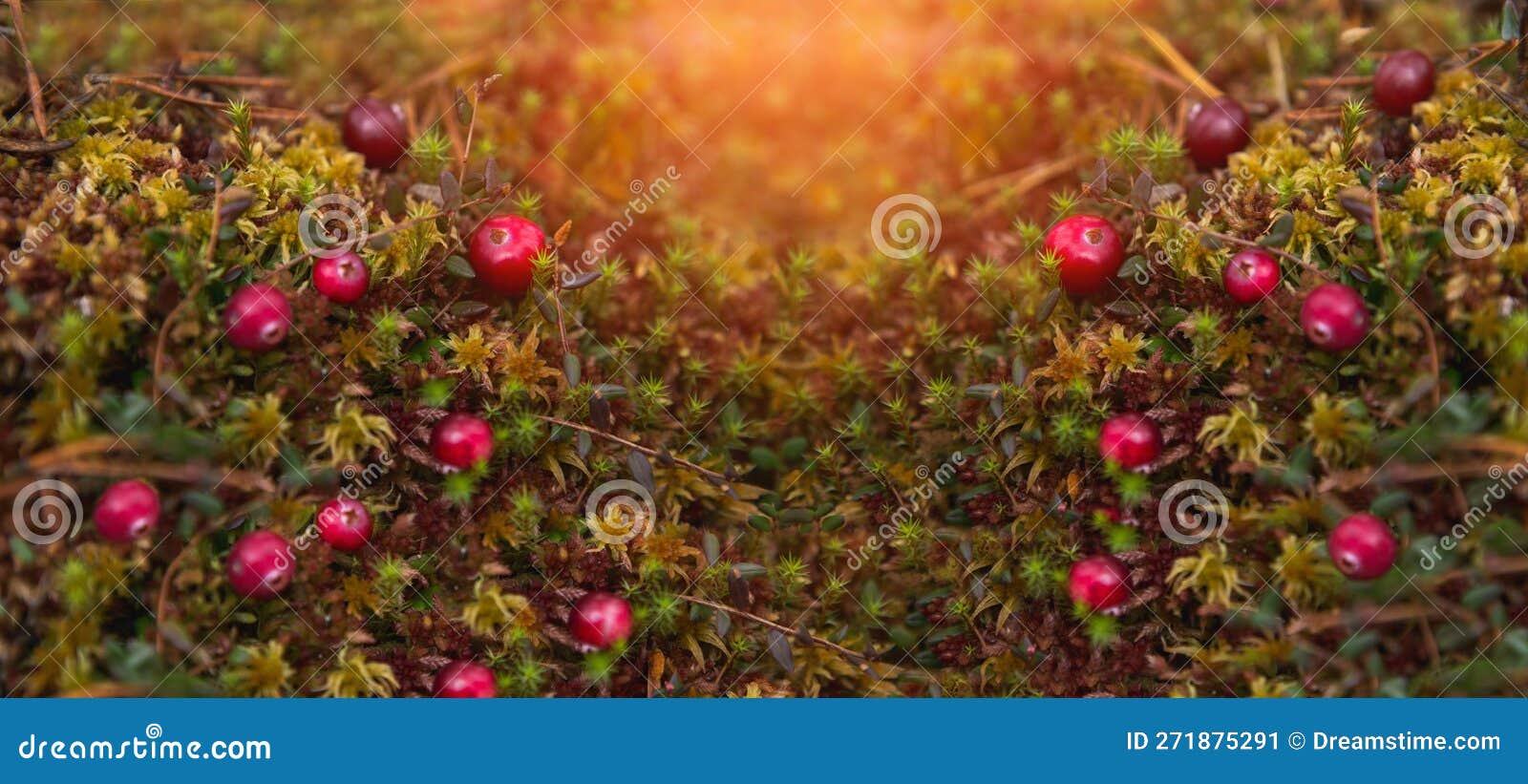 Red cranberries on moss stock image. Image of garden 271875291
