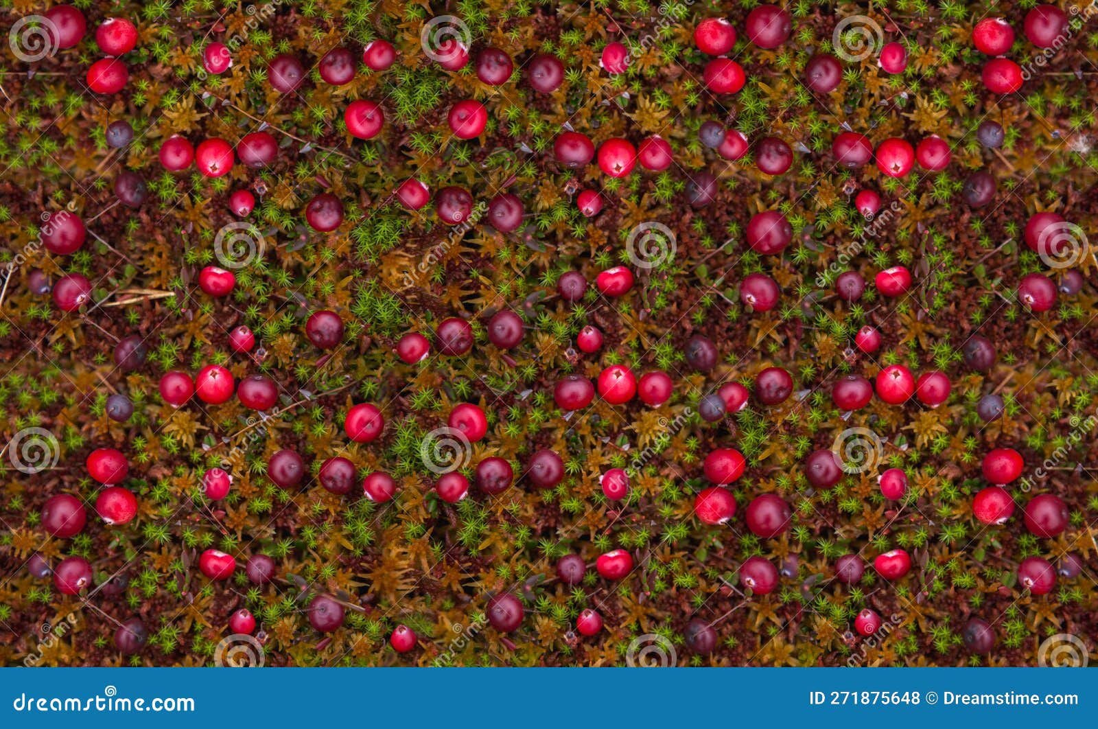 Red cranberries on moss stock photo. Image of flora 271875648